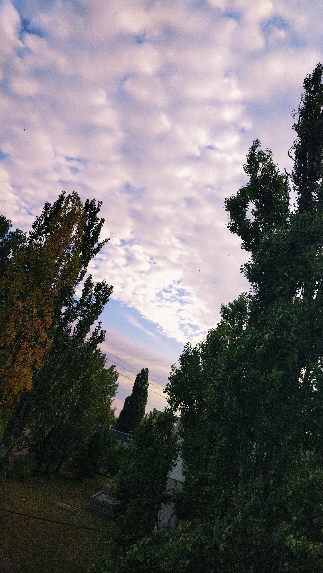 The image shows a view of the sky from a low angle, framed by trees. The sky is filled with scattered white and pinkish clouds against a pale blue backdrop. A few birds are visible as small black specks in the sky. On the left side of the image, tall trees with green and some yellowing leaves are prominent. On the right, another large tree with dense green foliage dominates the foreground. In the middle ground, a few more trees and the top of a building with a light-colored facade can be seen. The overall setting appears to be an outdoor area, possibly a park or residential neighborhood in Horishni Plavni, Ukraine. The lighting suggests it might be early morning or late afternoon.