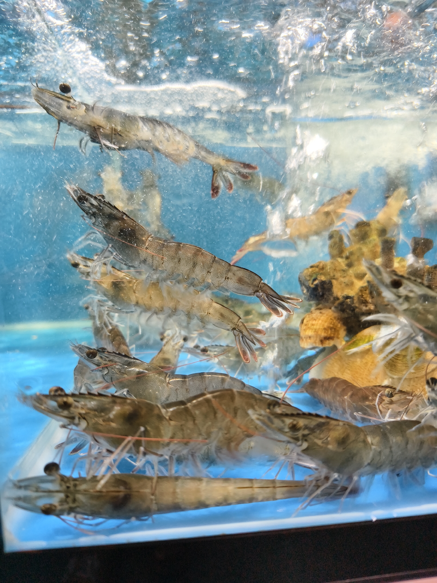 A close-up, eye-level shot shows a tank of live shrimp in a market in Nha Trang Ward, Vietnam. The water is clear and bubbly, with some submerged coral or rock formations in the background. Several shrimp, with translucent bodies and visible legs and antennae, are swimming or resting in the tank. Some shrimp are positioned head-down or sideways, while others are oriented horizontally. The lighting is bright, causing reflections and highlights on the water and shrimp. The bottom of the tank appears to be a light blue color.