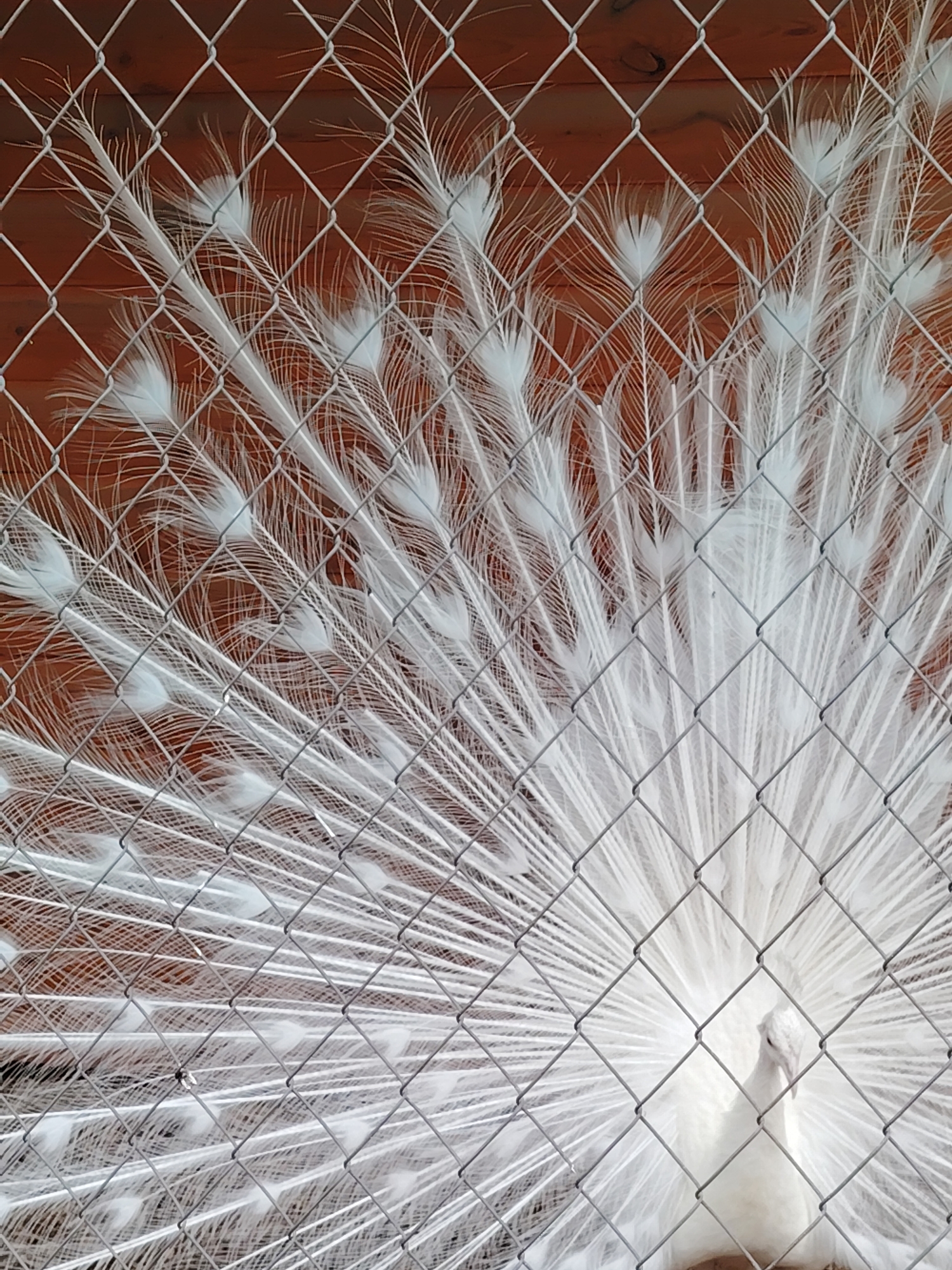An albino peacock is captured displaying its expansive white tail feathers, which radiate upwards and outwards. A grey metal chain-link fence occupies the immediate foreground, creating a diamond-patterned obstruction across the entire image and partially obscuring the peacock. The peacock's head is visible at the bottom center of the fanned tail, looking forward and slightly downward. The background consists of a reddish-brown wooden wall constructed from horizontal planks. The scene is situated in Minsk, Belarus.