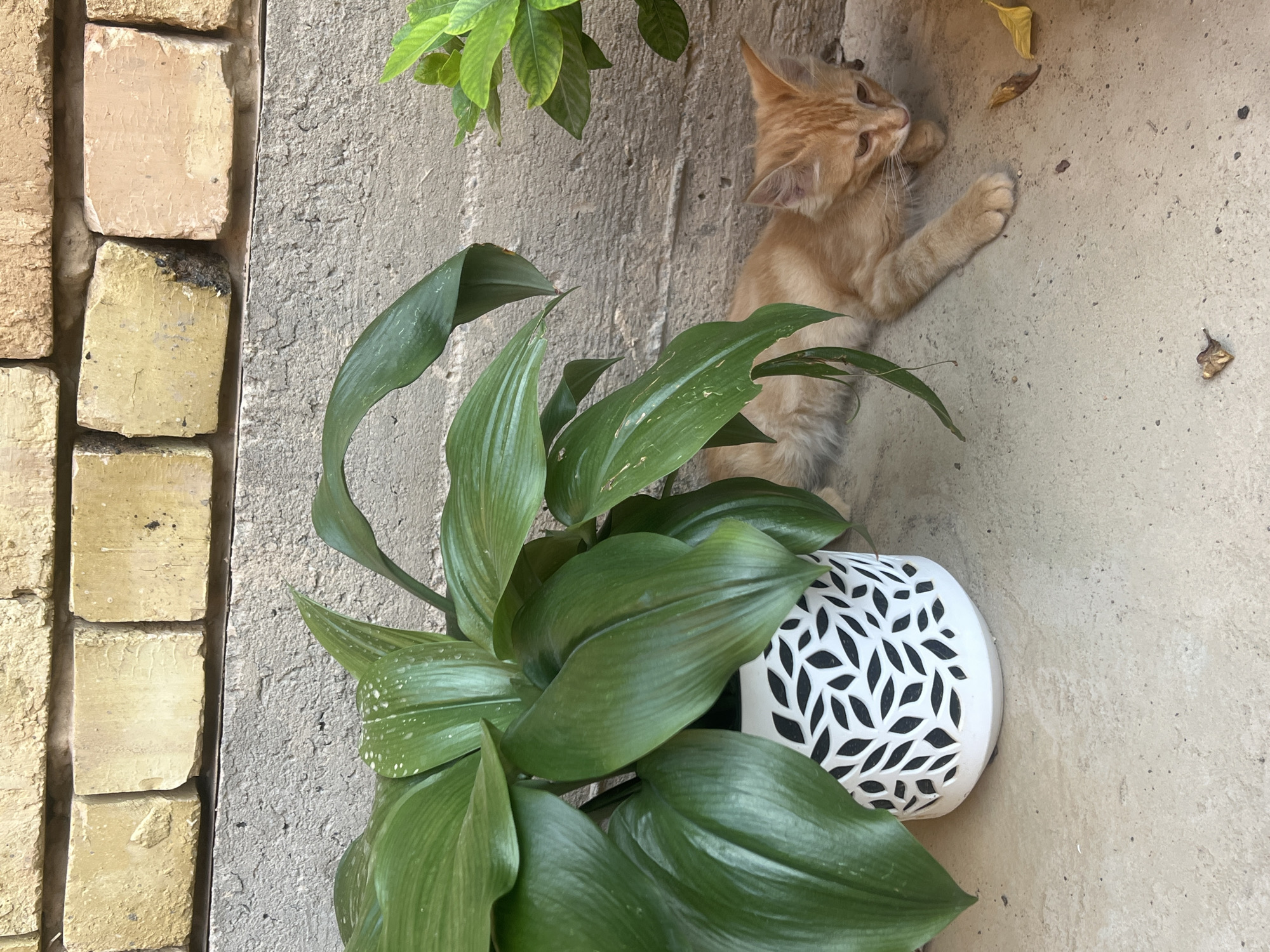 An orange tabby kitten lies on a concrete patio near a potted plant and a brick wall. The kitten is facing right, with its head down. The plant has large, green leaves and is in a white pot with a black leaf pattern. The background consists of a grey concrete wall and a yellow brick wall. There are a few dry leaves on the patio.