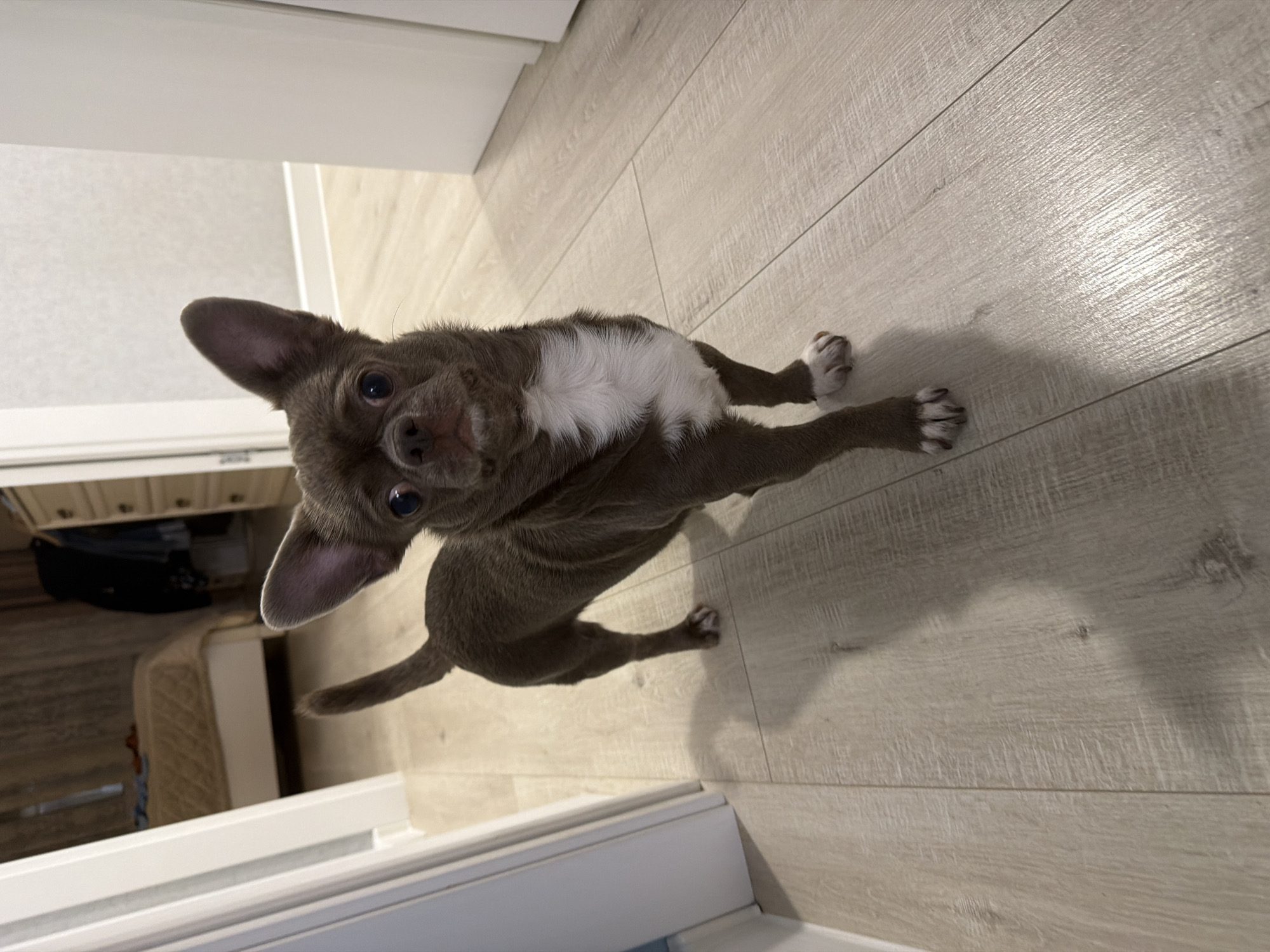 A small, gray-brown dog, resembling a Chihuahua, with large upright ears and a distinct white patch on its chest, is captured looking directly up at the camera. The dog stands on a light-colored laminate or wooden plank floor. Its dark eyes appear attentive and curious, and its head is slightly tilted towards the viewer. The image is taken from a high angle, looking down at the dog.
The setting is indoors, likely a home in Votkinsk, Russia. The floor features a visible wood grain texture. In the background, particularly on the left side of the frame, are partial views of a white baseboard, a piece of light-colored furniture (possibly a dresser), and a dark object that could be a bag or shoe. A light-colored blanket or pet bed is also partially visible behind the dog on the left. The scene is well-lit, suggesting daytime. There is no visible text. The dog's paws have small white markings, complementing the white patch on its chest. The dog appears to be posing or responding to the person taking the photo.