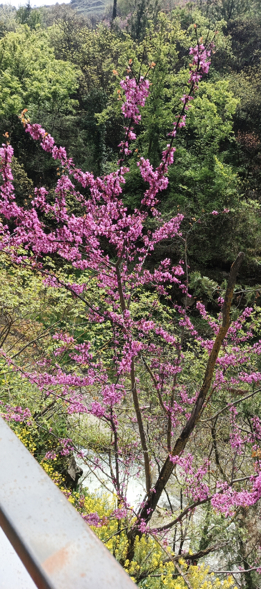 The image shows a pink-blossomed tree in Tbilisi, Georgia. The tree is in the foreground with a background of green trees and foliage. A gray metal railing is visible in the lower left corner. Below the blossoming tree, yellow flowers and a body of water are visible, likely a river running through the city. The setting appears to be a park or natural area within or near Tbilisi.