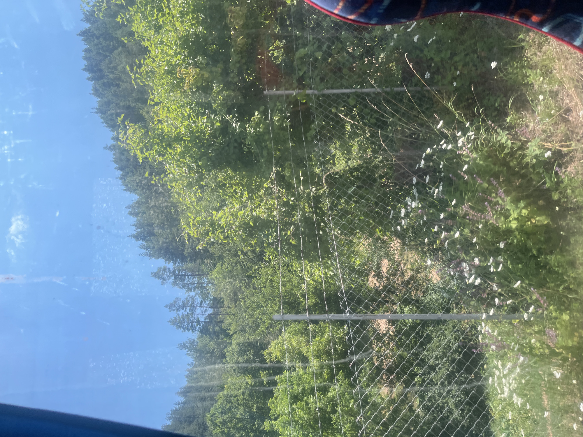 The media file shows a view through a chain-link fence of a lush green forest on a sunny day. The trees are dense, with a variety of green foliage, suggesting a temperate climate. Small white flowers are scattered amongst the greenery, adding a touch of color to the scene. The fence runs horizontally across the frame, with metal posts supporting the diamond-patterned mesh. The sky is visible on the left side of the image and appears clear and blue, indicating good weather. There are some smudges on what appears to be glass in the foreground, possibly from a window or windshield, suggesting the photo was taken from inside a vehicle or building. The overall impression is one of natural beauty and tranquility. No people or specific structures are clearly identifiable, but the context provided places this scene in Nedelino, Bulgaria. The lighting suggests it is daytime, likely mid-morning or afternoon given the brightness.