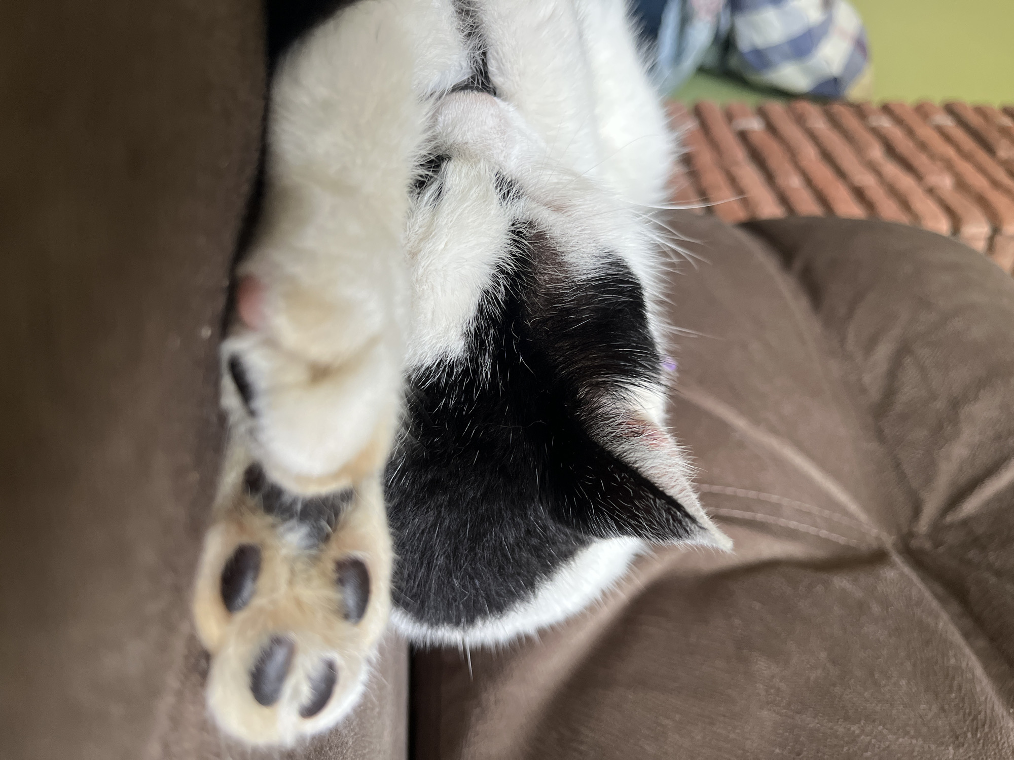A close-up, shallow depth of field shot shows a black and white cat sleeping on a brown couch. The cat is curled up, with its head tucked into its body, and its paws resting in front of its face. The cat's fur is primarily white with black patches on its head and ears. The brown couch has a textured fabric. In the background, out of focus, is a brick wall and a piece of furniture with a blue and white plaid pattern. The overall lighting suggests an indoor setting, likely in a home, within the city of Ureki, Georgia.