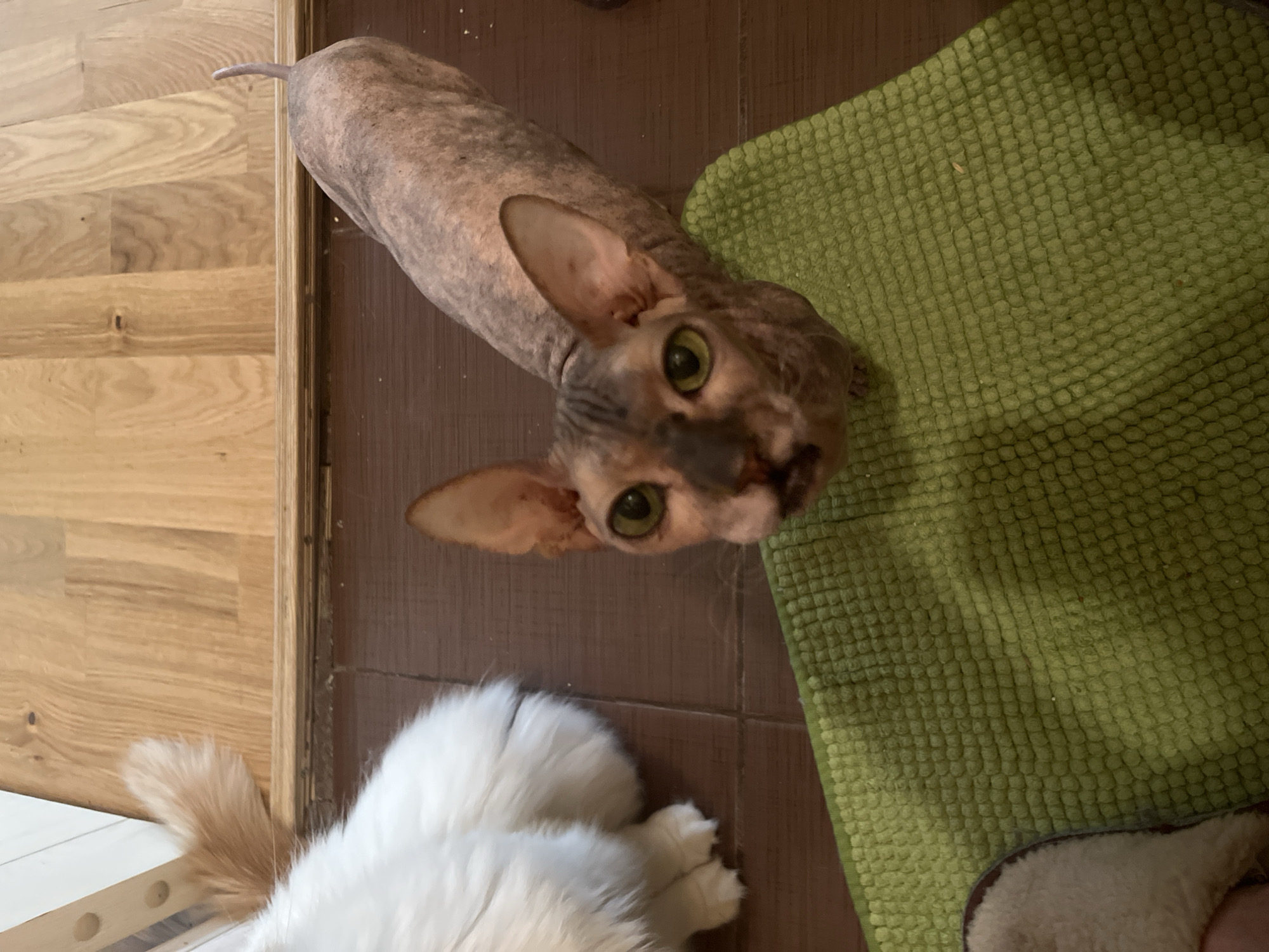 In Ivanteyevka, Russia, two cats are present on a tiled floor. One cat, a white long-haired breed, is mostly out of frame on the left. The second cat, a hairless Sphynx with green eyes and grey and brown skin, is in the center, looking upwards. It is standing on a textured green mat. The floor is a mix of brown tiles and light wood planks. The scene appears to be indoors.