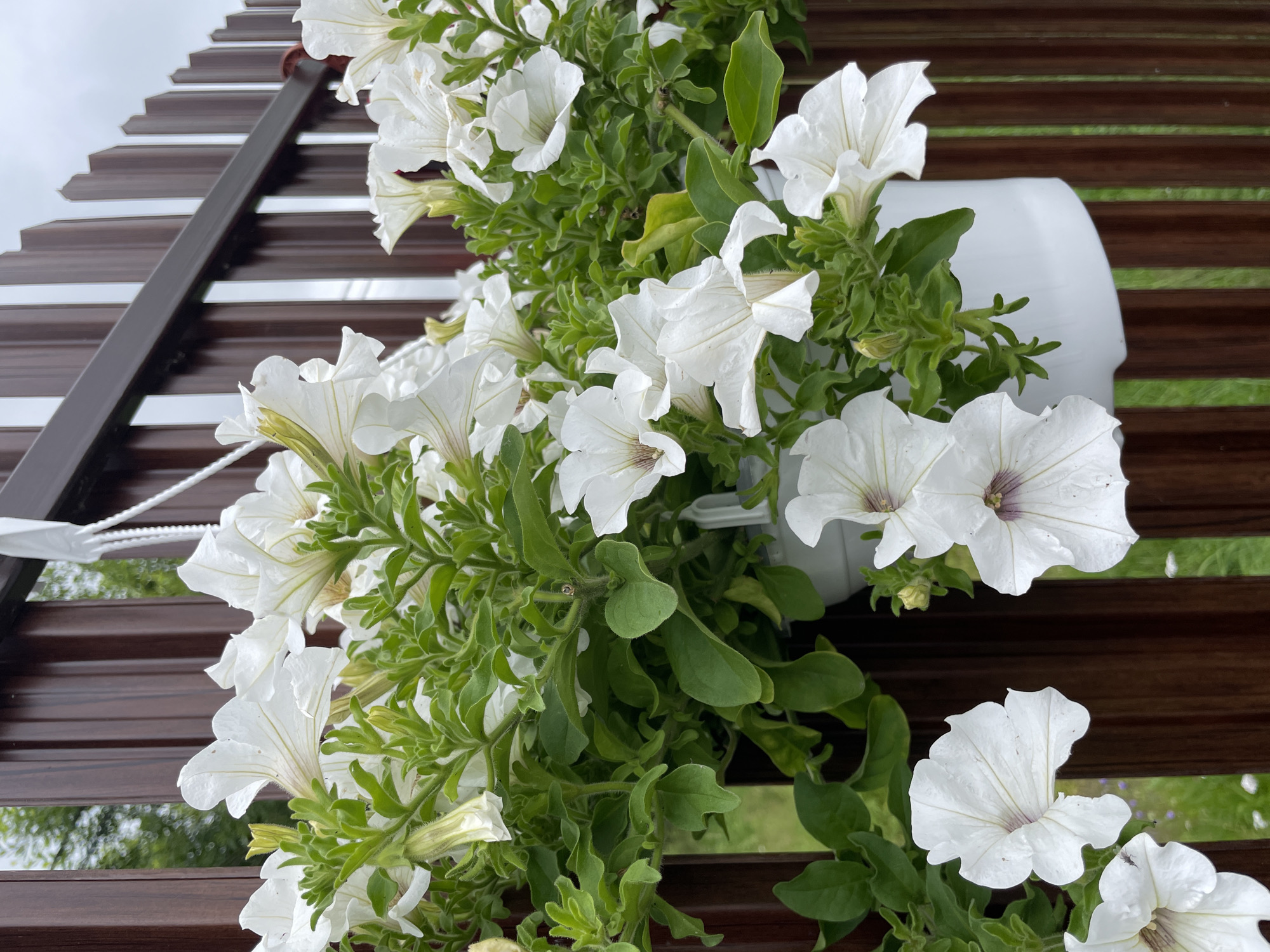 A white petunia plant is displayed in a white hanging planter, suspended against a brown wooden fence. The petunias are in full bloom, with numerous white flowers and green foliage. Some of the flowers have a faint purple or pinkish hue in their centers. The background shows the vertical slats of the fence, with a glimpse of green grass and foliage behind it. The sky above is overcast. The image appears to be taken outdoors in a garden setting, likely in Solov'evka, Russia, given the context.