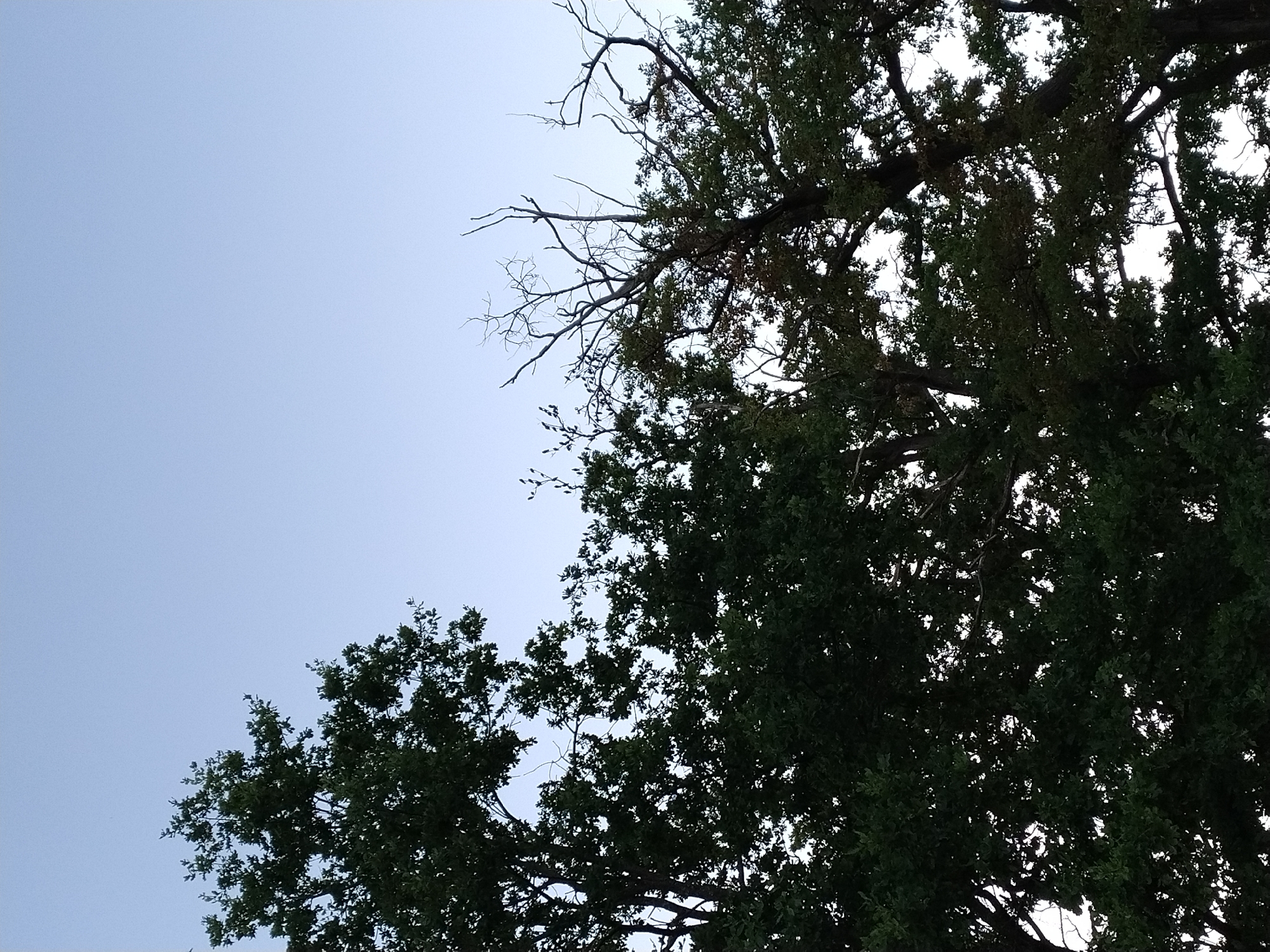 A low-angle shot captures the upper branches and canopy of several trees against a pale blue sky, suggesting an outdoor setting in Dobev, Czechia. The foliage is dense and dark green on the left, transitioning to sparser, leafless branches in the center and right, indicating a mix of deciduous and evergreen trees or seasonal changes. The sky is clear with no visible clouds or celestial bodies. The image is composed of trees silhouetted against the bright sky, with no human presence or activity evident.