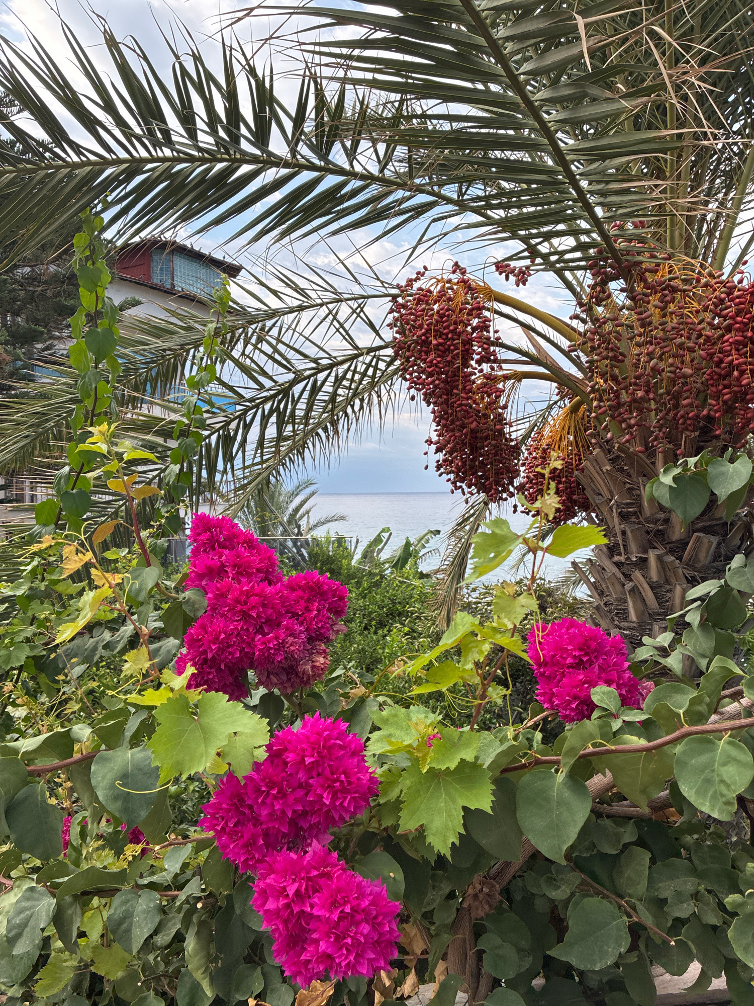 The image depicts a lush, tropical-like garden overlooking the sea, likely in Alanya, Turkey, given the vegetation and architecture. A large palm tree with clusters of dark red dates dominates the right side of the frame. Its fronds arch over the scene, partially obscuring a building with a red-tiled roof and blue-tinted windows in the background. In the foreground, vibrant pink bougainvillea flowers are in full bloom, interspersed with green ivy-like vines and broad green leaves. The ocean is visible in the distance, appearing calm under a partly cloudy sky. The overall impression is one of a serene, Mediterranean-style dwelling or resort area. There are no people visible in the image.