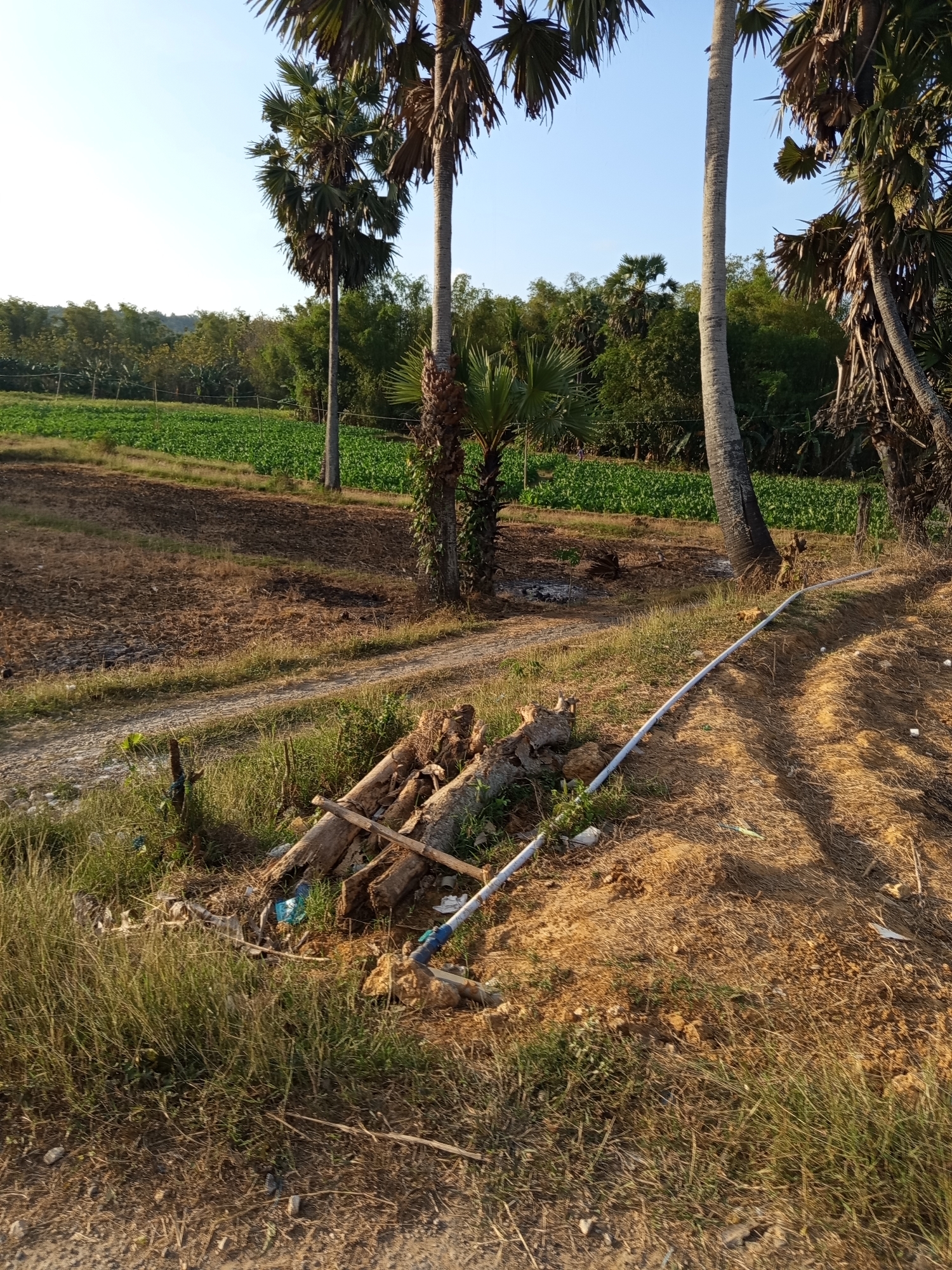 A rural scene is depicted with a clear blue sky. In the foreground, dry brown earth and sparse dry grass are visible, with a pile of weathered logs and debris on the left. A white pipe runs diagonally across the middle ground, from the lower right to the mid-left. Beyond this, a field of vibrant green crops stretches into the distance, bordered by a line of trees and more distant vegetation. Several tall palm trees with sparse fronds are prominent on the right side of the image.