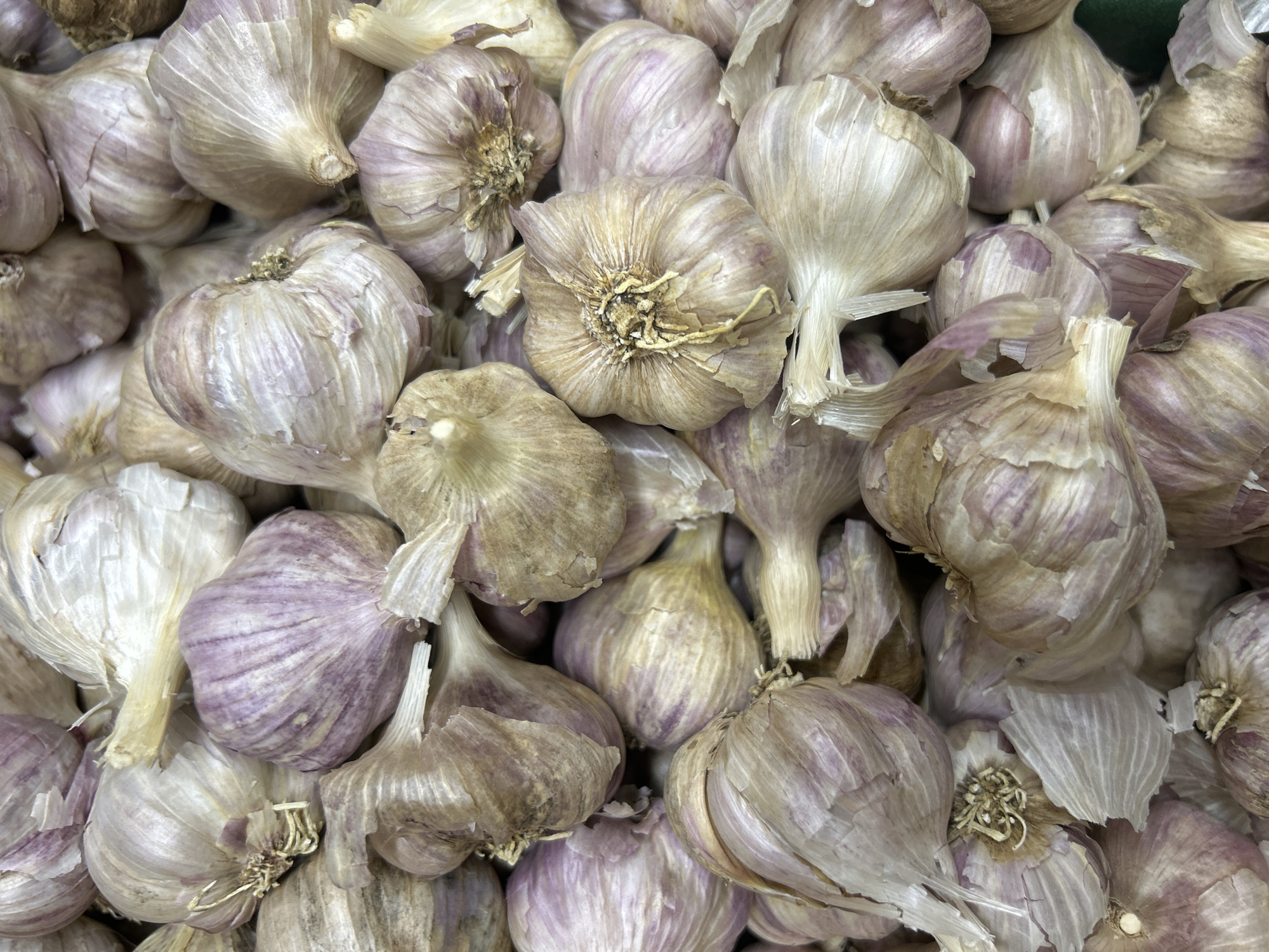 The image is a close-up, overhead view of a large pile of garlic bulbs. The garlic is mostly white with some purple streaks and dry, papery skins. The bulbs are of various sizes and are densely packed together. No specific location in Bila Tserkva, Ukraine, is identifiable from the image. There are no people, actions, or interactions depicted. The environment is simply the surface on which the garlic is piled.