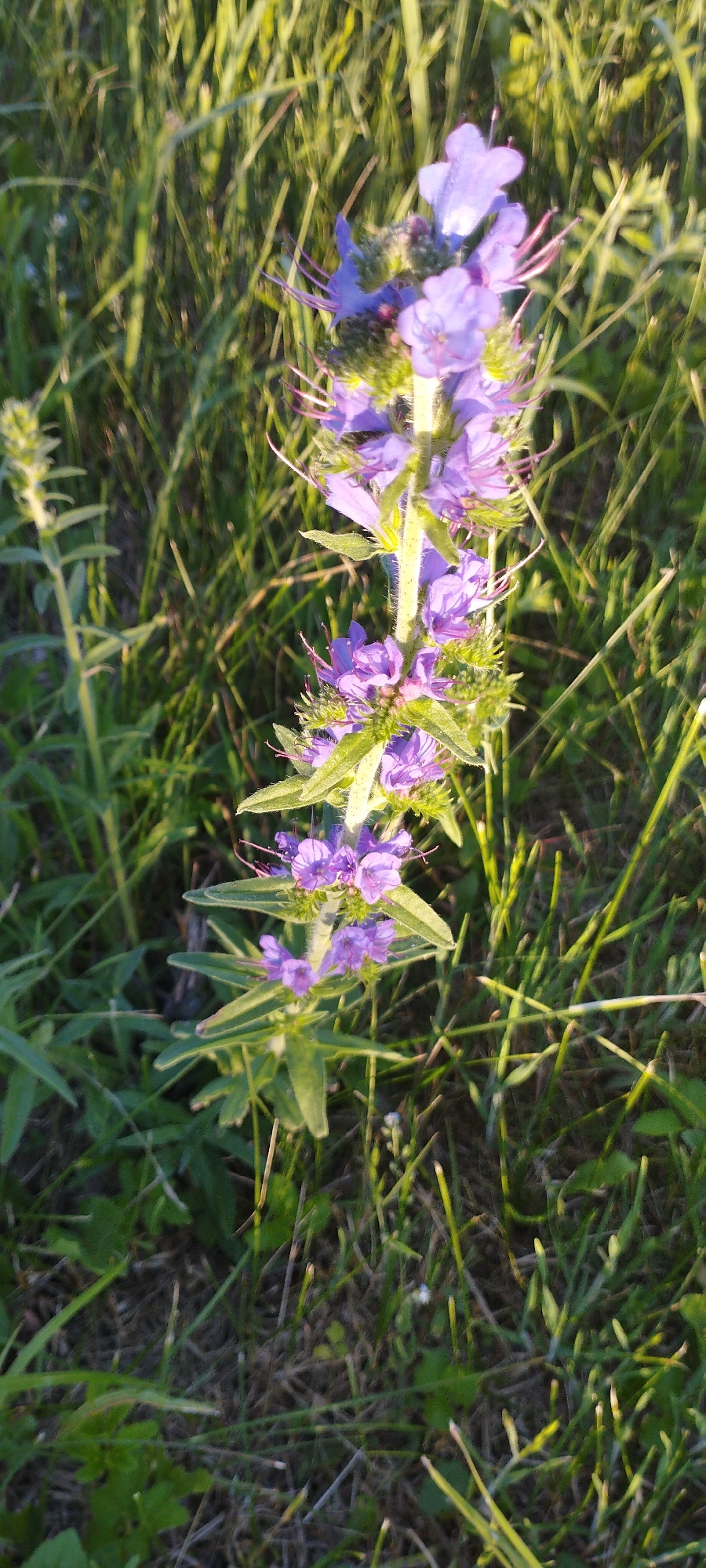 This is a close-up, vertical, outdoor photograph of a plant with purple flowers growing in a field of green grass. The plant's stem is visible, lined with small, vibrant purple blossoms, each with delicate, hair-like stamens extending outwards. The flowers are clustered together along the upper portion of the stem. Green leaves with serrated edges are attached to the stem, fanning out slightly. The background consists of out-of-focus green grass, with some blades appearing lighter due to sunlight. The lighting suggests it is either early morning or late afternoon, as the light casts a warm glow on the grass and the flowers. The overall scene is natural and serene, capturing the beauty of a wildflower in its environment. No people, objects, or visible text are present in the image.