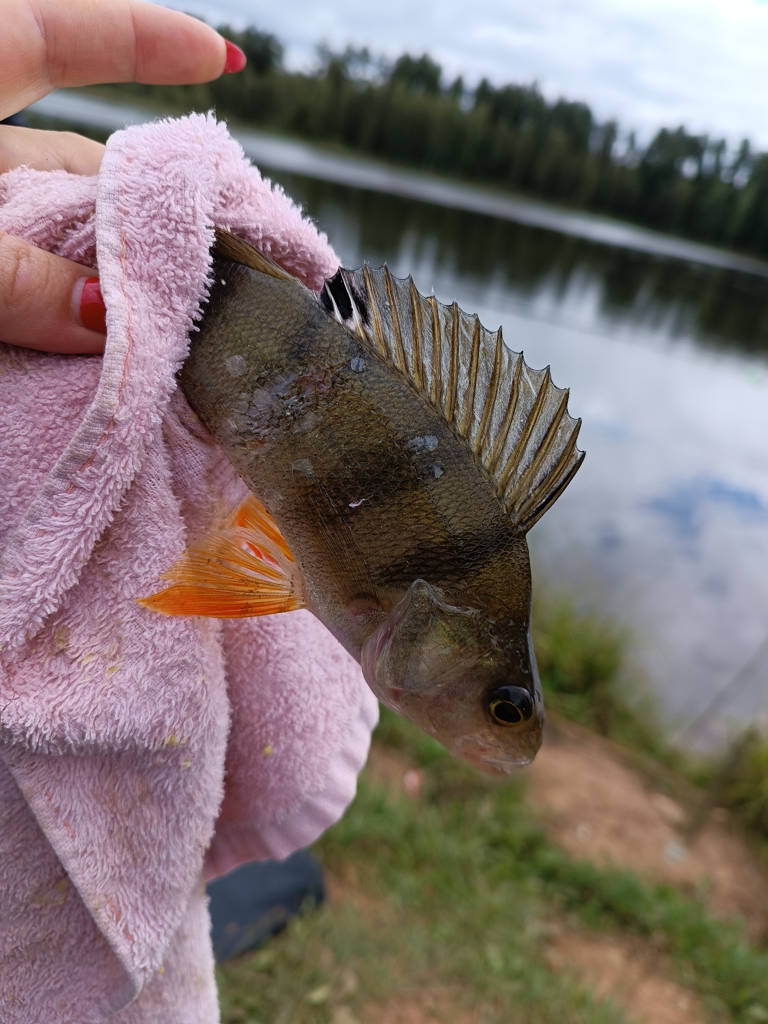 A person holds a small, dark-scaled fish, wrapped in a pink towel, with a lake and trees in the background. The fish is held in a person's hand, which is partially visible with red nail polish. The fish's dorsal fin is spiky and brown, and its pectoral fin is bright orange. The background shows a calm body of water surrounded by dense trees. The sky is overcast with clouds.