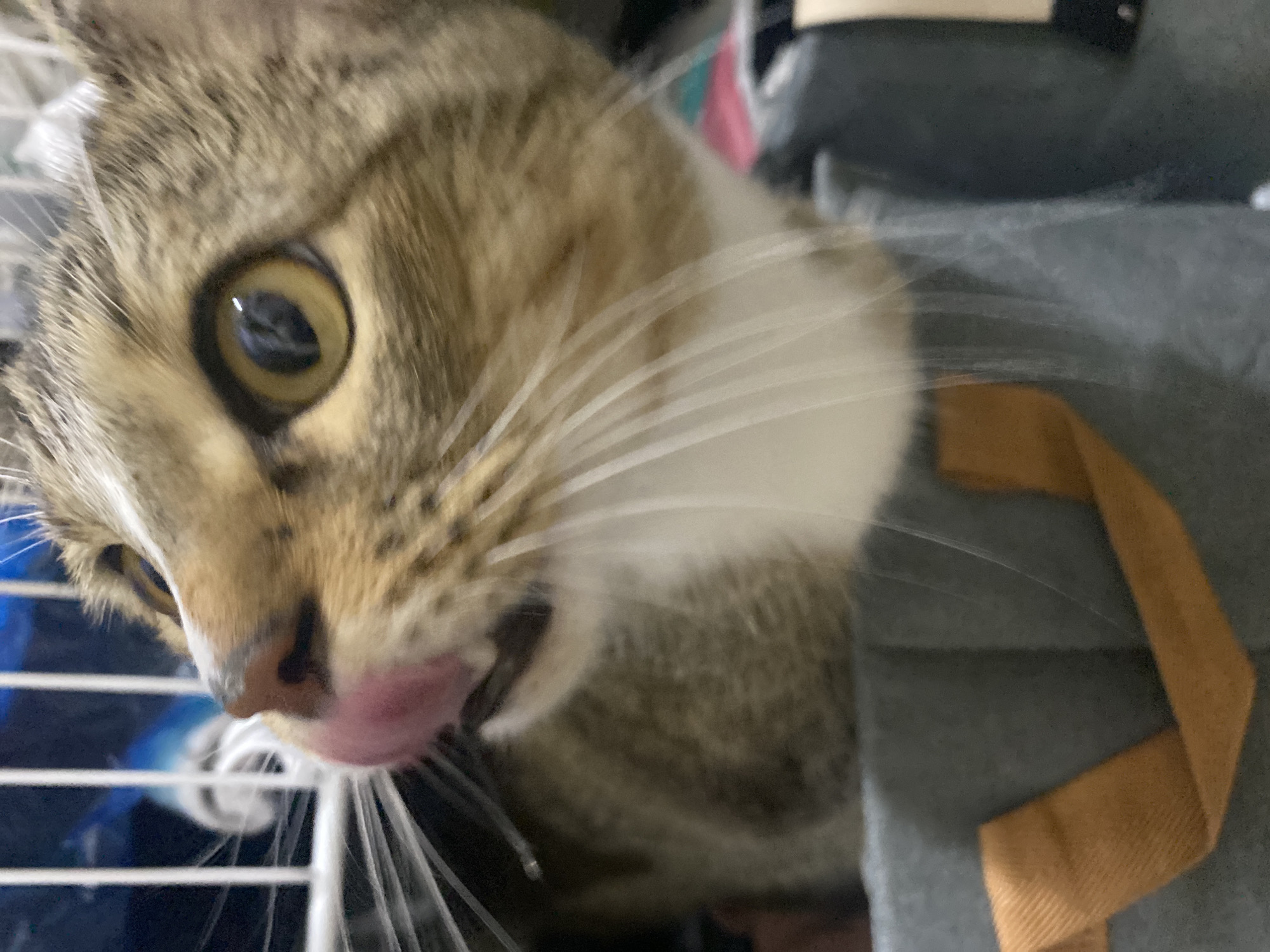 The image is a close-up, horizontally oriented photograph of a tabby cat's face. The cat is positioned in the foreground, with its left eye, nose, and mouth clearly visible. The cat's fur is a mix of brown, black, and white stripes, with a prominent white patch on its chest. Its left eye is large and yellow with a dark pupil, reflecting light. The cat's pink tongue is slightly extended, licking its nose. Long white whiskers fan out from its muzzle. The background is out of focus, showing a blur of blue and white bars, likely part of a cage or enclosure, and a gray, textured object with an orange strap, possibly a bag or carrier. The lighting appears to be artificial, suggesting an indoor setting. No text is visible in the image. The scene captures a moment of the cat's grooming or feeding. Given the location context of Novokuybyshevsk, Russia, this could be a pet cat in a home or a veterinary clinic.