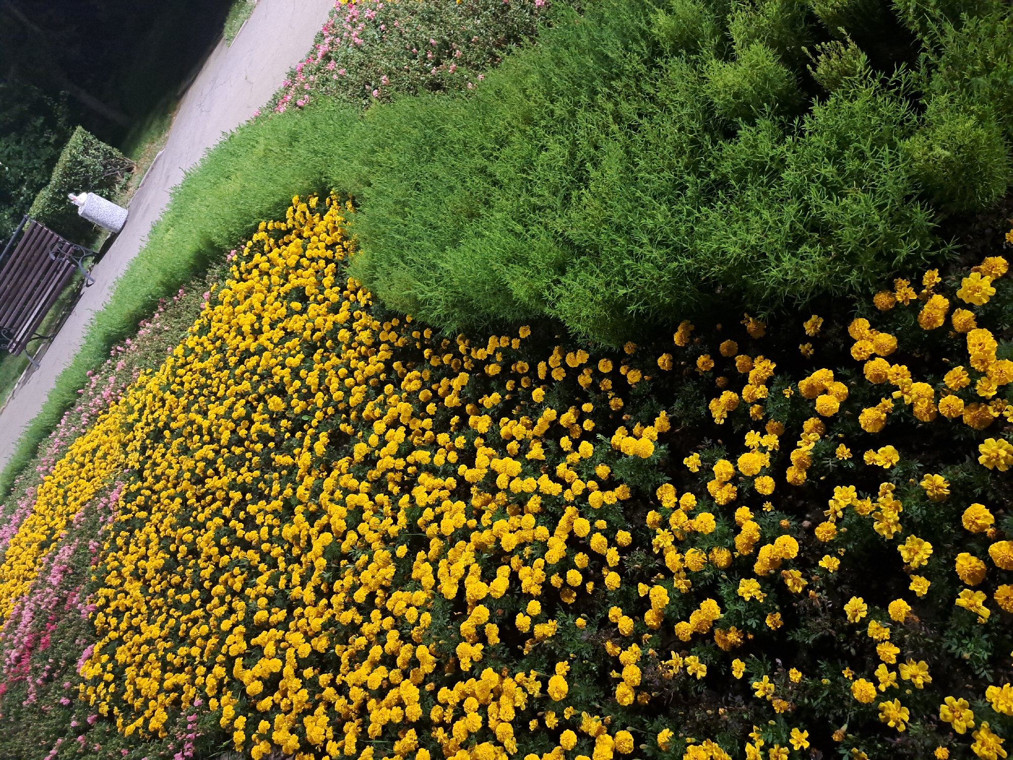 The image displays a park setting with abundant yellow flowers in the foreground, likely marigolds. Behind the yellow flowers, there are rows of green bushes and a path. Further in the background, a park bench and a trash receptacle are visible, situated near trees and other greenery. The scene appears to be captured at night or in low light conditions, with artificial lighting illuminating the park. The overall ambiance is serene and tranquil.