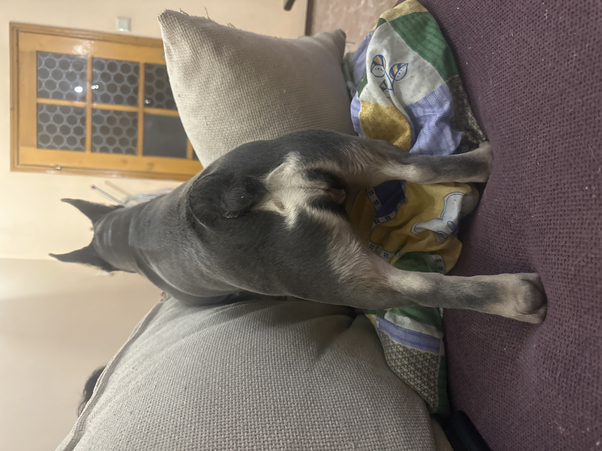 The image shows a gray French bulldog lying on a gray couch, with its rear facing the camera. A patterned blanket is draped near the dog. In the background, there is a window with a grid pattern. The location is indoors.