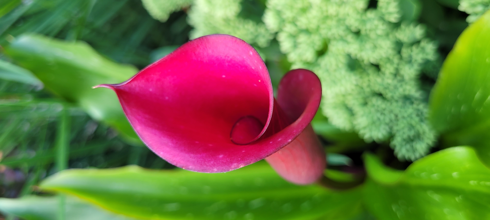 This is a close-up, vertical, eye-level shot of a vibrant pink calla lily. The flower is partially unfurled, revealing its elegant, curled interior. The background is softly blurred, featuring lush green leaves and clusters of smaller, light green foliage. There are no people or animals present in the image. The scene appears to be in an outdoor garden setting. There is no information in the image that can be used to determine its location in Riga, Latvia.