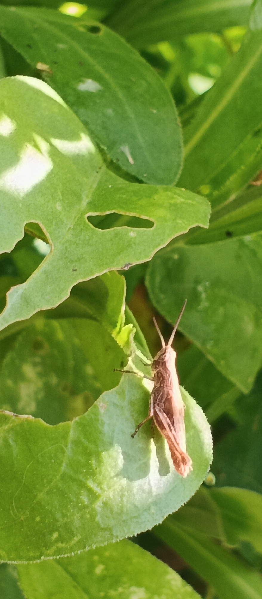 A close-up, vertical, outdoor shot captures a small, brown grasshopper perched on a bright green leaf. The grasshopper is positioned to the right of the frame, facing to the left, with its antennae extended upwards. Its body is elongated, and its legs are visible, gripping the leaf. The leaf beneath it has several irregular holes, suggesting it has been chewed. Other green leaves fill the background, some in sharp focus and others blurred, creating a sense of depth. The lighting suggests a sunny day. The image does not contain any information indicating its location in the city of Smila, Ukraine, nor does it depict any people, actions, or interactions.