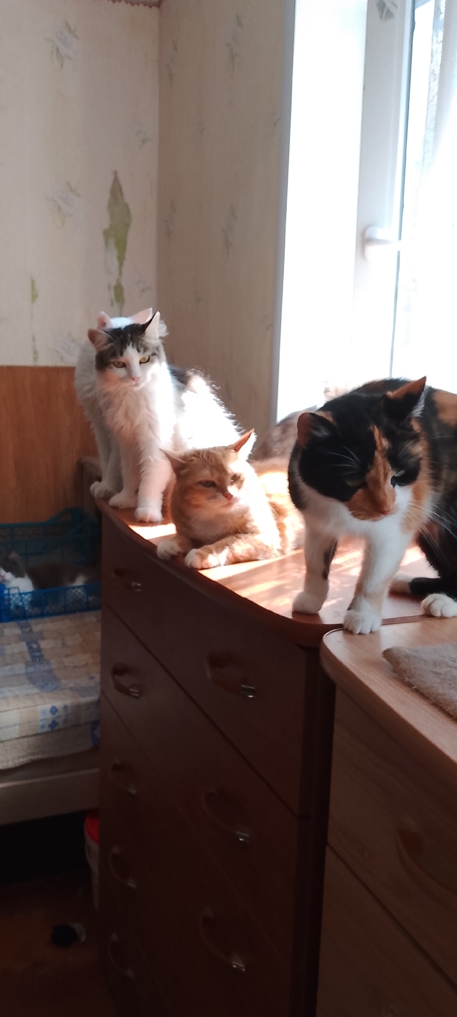 Three cats are perched on top of a wooden dresser next to a window. The dresser has several drawers with handles. The wall behind the cats is covered in floral wallpaper. One cat, primarily white with black markings, sits upright. Another cat, orange tabby, is lying down. The third cat, a calico, is standing. Sunlight streams in from the window, illuminating the cats and the dresser.