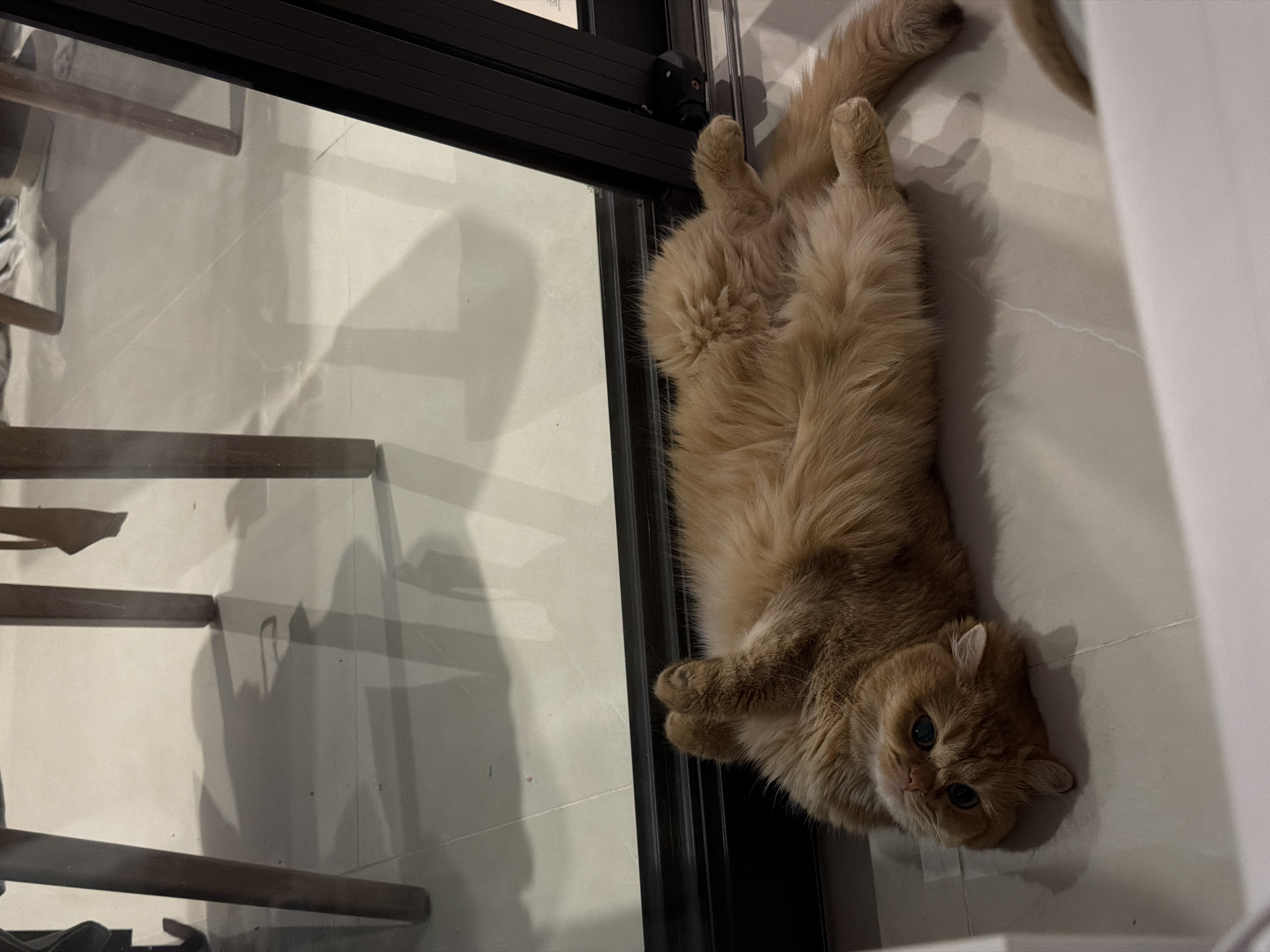 A fluffy, ginger cat is lying on its back on a tiled floor, with its paws in the air. The cat has bright green eyes and is looking towards the camera. The floor appears to be inside a modern building, possibly a home or a commercial space, with large glass windows or doors reflecting the legs of wooden furniture. The lighting suggests it is either indoors with artificial lighting or late in the day. The scene depicts a relaxed domestic animal in a comfortable pose within an indoor environment. There are no people or interactions visible, only the cat and its surroundings. The location is not specified and cannot be determined from the image.