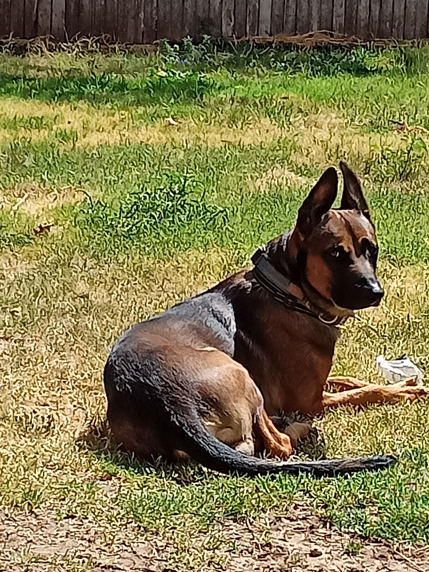 A brown and black German Shepherd dog is lying down on a grassy area in front of a wooden fence. The dog is facing to the right of the frame and looking away from the camera. The grass is a mix of green and dry, patchy areas. The fence in the background is made of vertical wooden planks. There is a white object and some sticks on the grass to the right of the dog. The scene appears to be in a backyard or park setting.