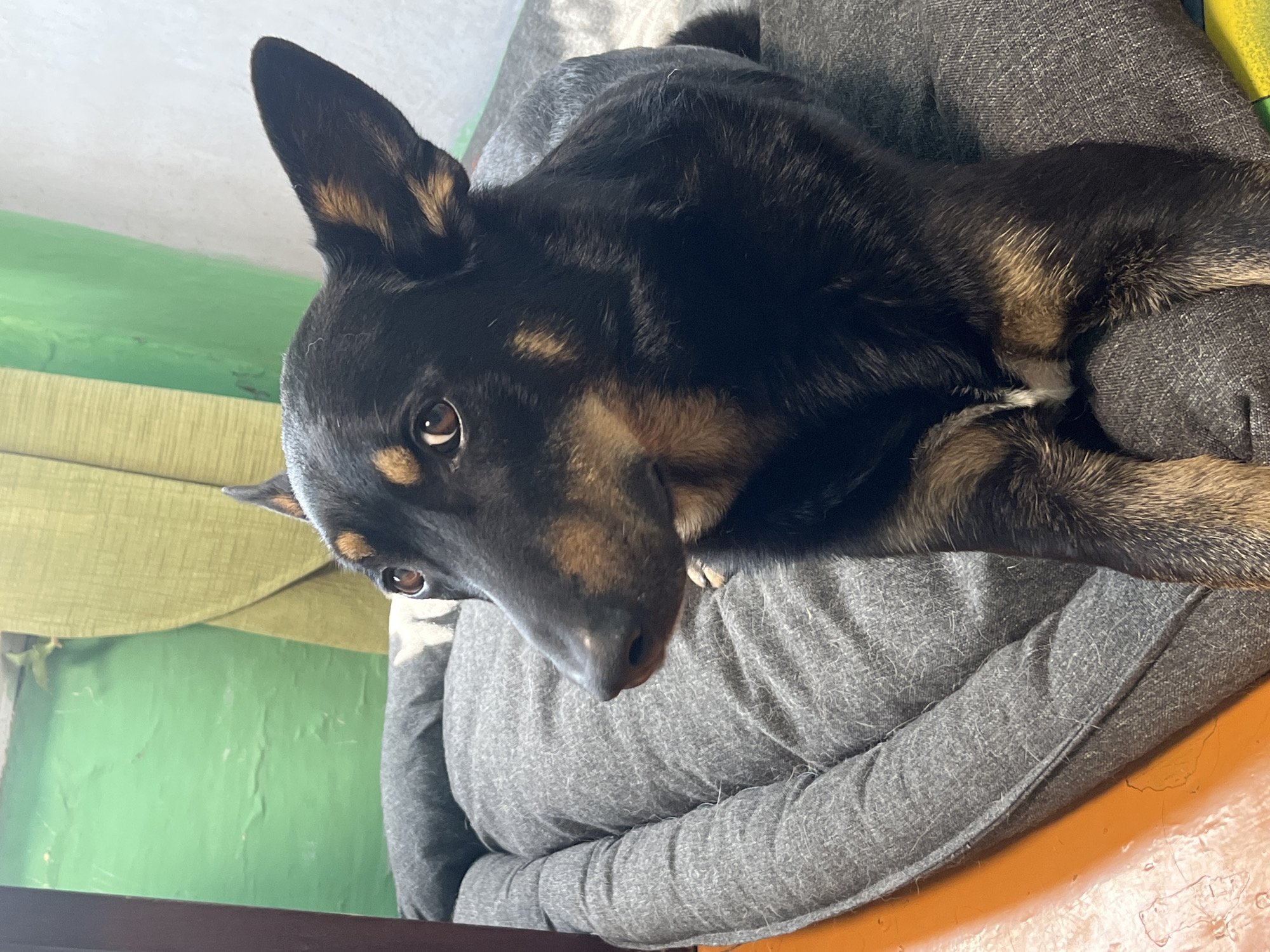 A medium shot of a black and tan dog lying on a gray dog bed. The dog is facing left with its head turned towards the camera. Its ears are perked up and its eyes are brown. The dog bed is in the foreground, and behind it, a green wall is visible. The dog bed is on an orange surface. The image appears to be taken indoors. There is no visible indication of the city of Nizhny Tagil, Russia.