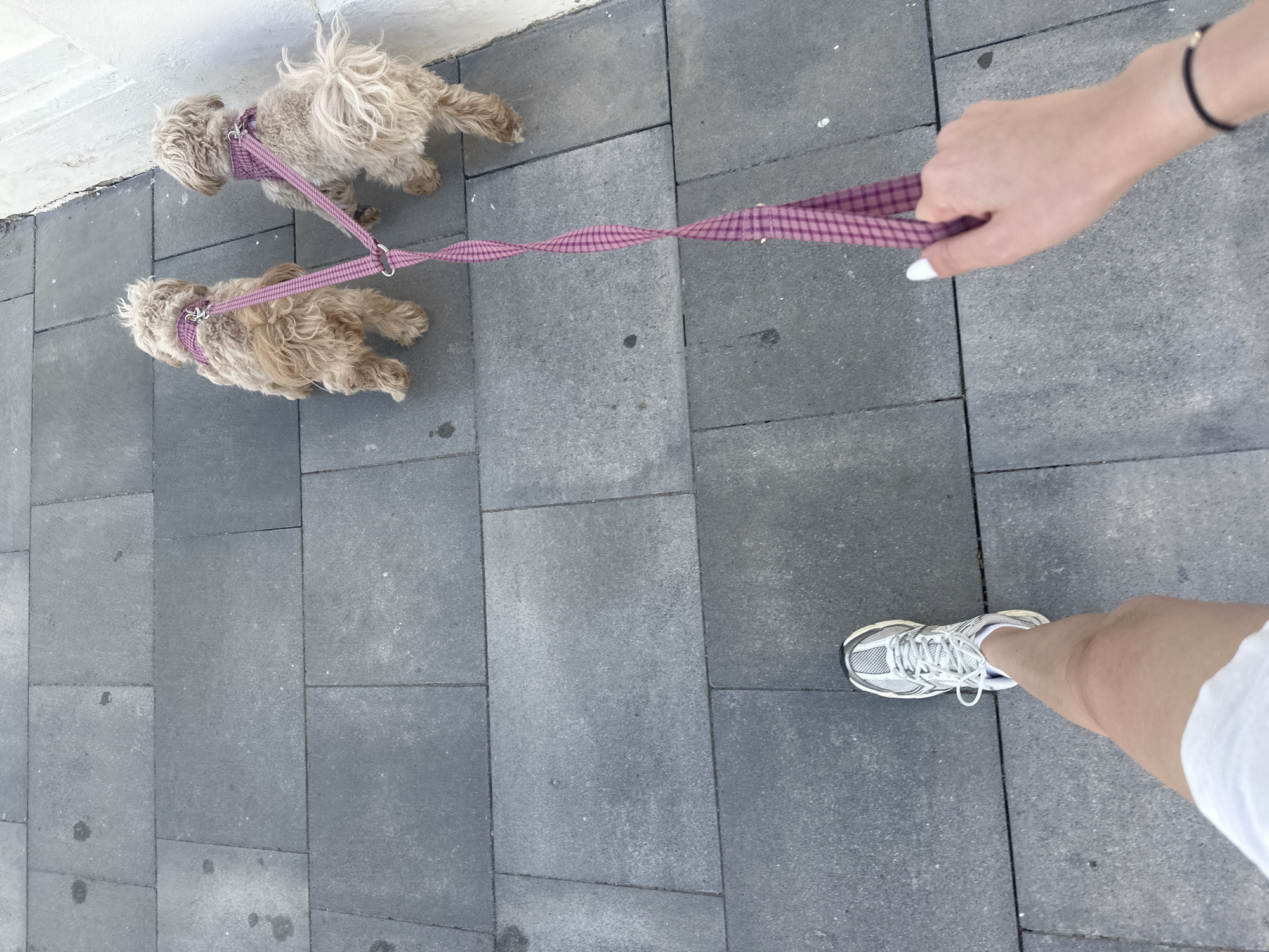The image shows a person walking two small, tan-colored dogs on a paved surface. The surface consists of large, gray rectangular pavers with narrow grout lines. The person is wearing white running shoes and a white garment, presumably shorts or a skirt. The dogs are attached to a single, checkered pink and purple leash held by the person's hand. The hand is visible, with white nail polish. The location is Urbanització Platja De Piles, Spain, based on geolocation.