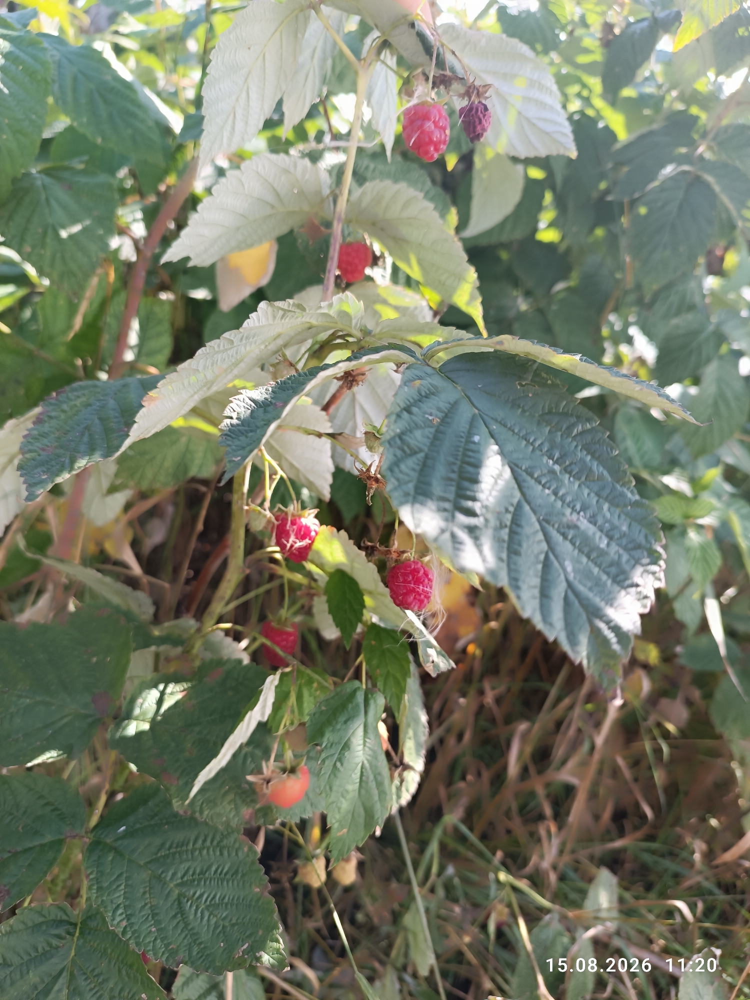 The image shows a close-up view of raspberry bushes with ripe and unripe berries. The leaves are a mixture of green and a lighter, almost silver color, with some leaves showing signs of age or damage. Sunlight filters through the foliage, creating dappled light and shadows. The background is blurred, showing more greenery and dry grass. A timestamp in the lower right corner reads "15.08.2026 11:20". There are no people or discernible human activity in the image. The location is specified as Sterlitamak, Russia, suggesting this is a natural or garden setting within that city.