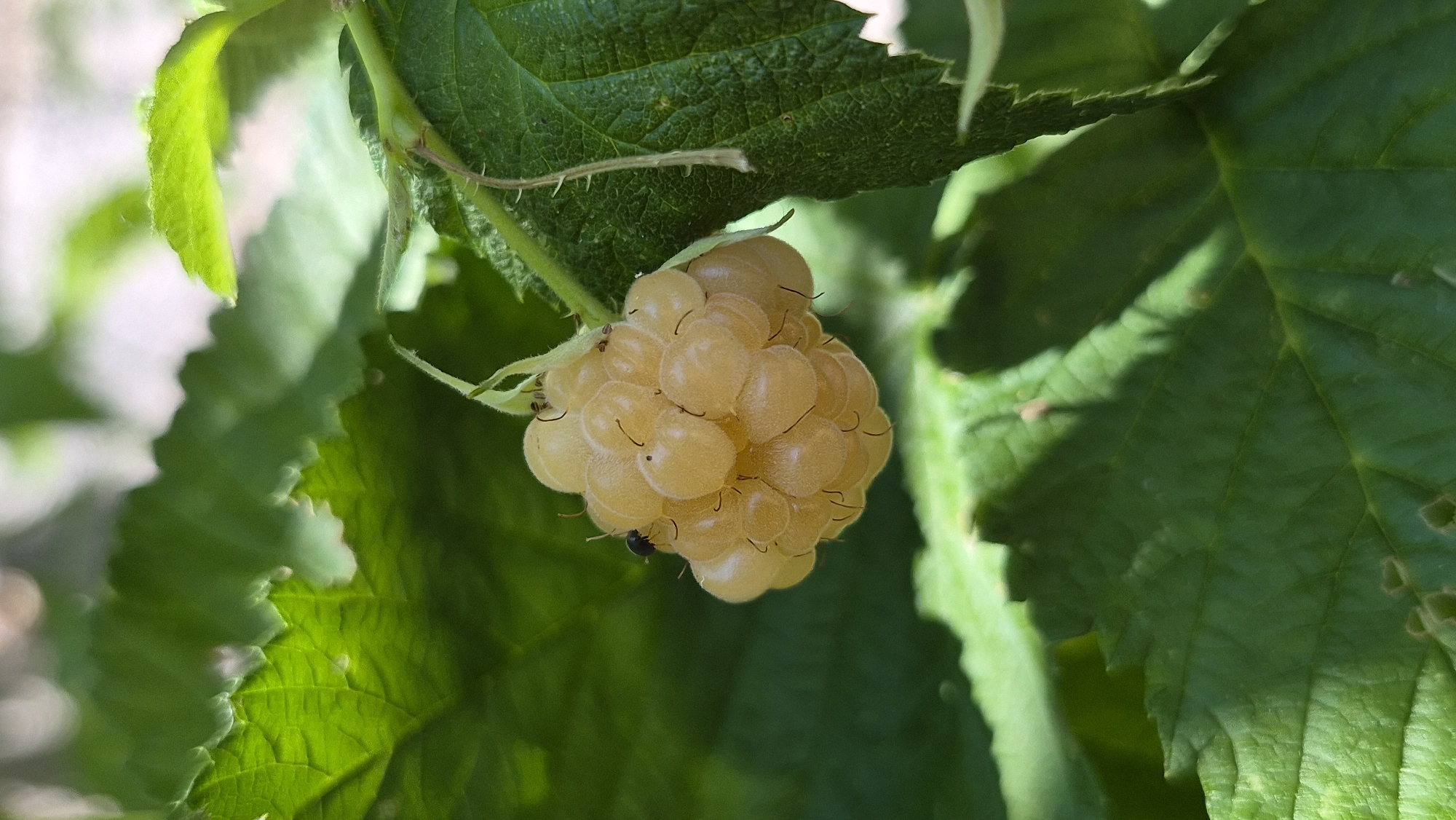 A cluster of pale yellow raspberries hangs from a branch, partially obscured by large green leaves. One small, dark insect is visible on the raspberry cluster. The background is blurred, suggesting a shallow depth of field, and appears to be a natural outdoor setting with dappled sunlight.