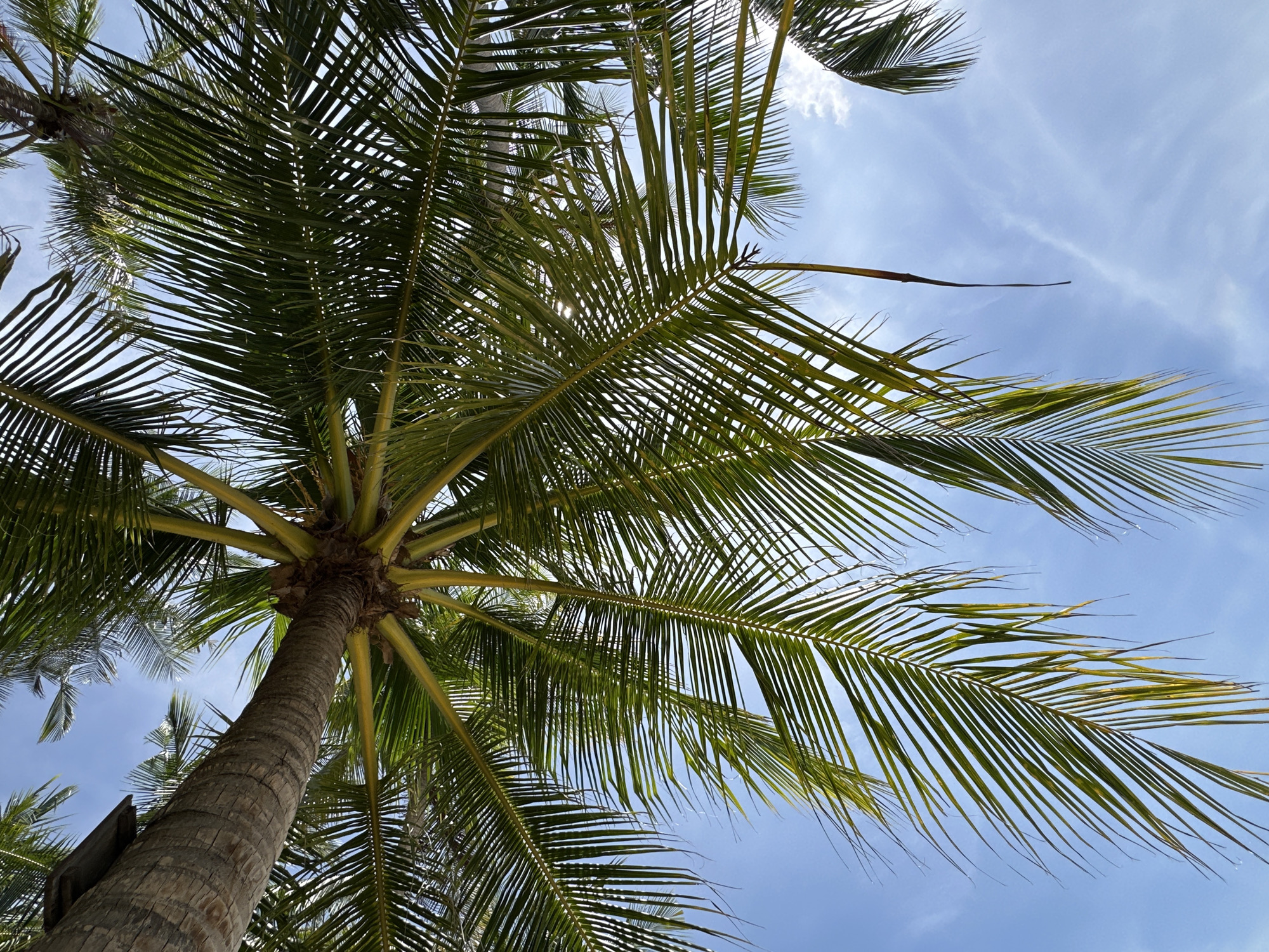 An upward-facing shot captures the trunk and fronds of a coconut palm tree against a bright blue sky with scattered white clouds. The rough, textured trunk is prominent on the left, with its woody rings clearly visible. Yellowish-green fronds spread out from the top of the trunk, some of them obscuring parts of the sky. The palm is likely located outdoors, in a tropical or subtropical environment, such as Ko Samui District, Thailand, given the species of tree and the clear sky suggesting pleasant weather. No people or animals are present in the image, and there are no discernible activities taking place.