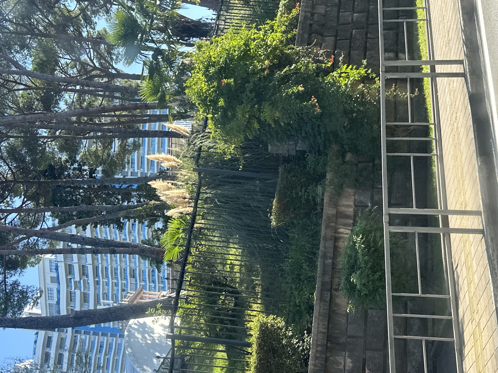 The image captures a view of a modern high-rise building with white and blue accents, possibly a hotel or residential complex, in Sochi, Russia. The building is visible through a line of tall trees with dark trunks and green foliage. In the foreground, there is a black metal fence, beyond which lush greenery and decorative plants are visible. Specifically, tall, feathery ornamental grasses with light-colored plumes are prominent, alongside a large, dense green bush with small orange flowers. A textured stone wall forms a base for the elevated green area. In the very foreground, a grey metal railing runs horizontally, separating a paved sidewalk or walkway from a road. The scene is bathed in sunlight, suggesting a clear day. No people are present in the image.