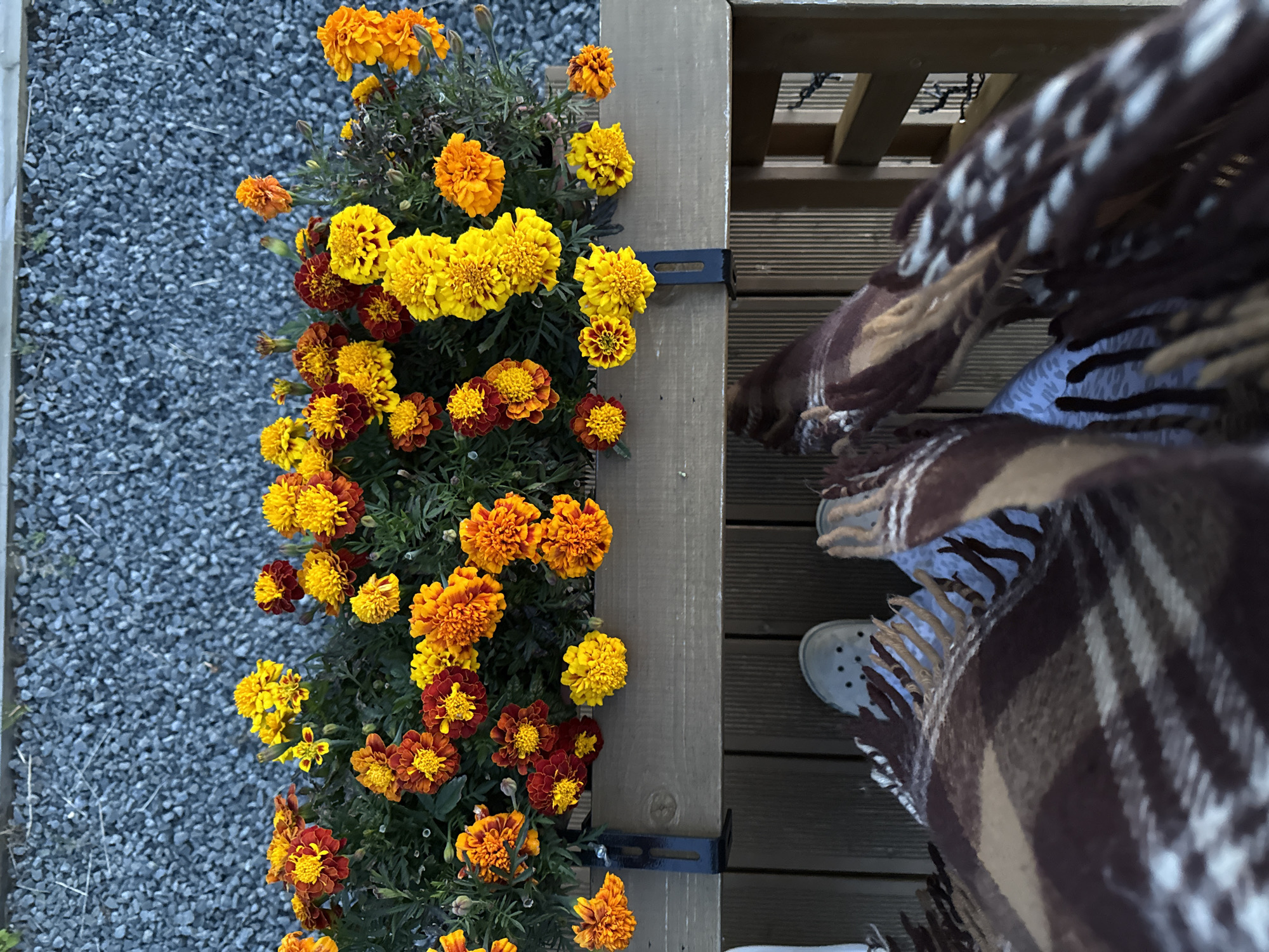 An elevated perspective shot shows a planter box filled with bright yellow and orange marigolds. The planter box is mounted on a wooden railing above a wooden deck. Two pairs of feet are visible on the deck, covered by a brown and beige plaid blanket. One pair of feet wears grey clogs. The background consists of a gray gravel surface. The scene is outdoors, with the lighting suggesting it is daytime.
