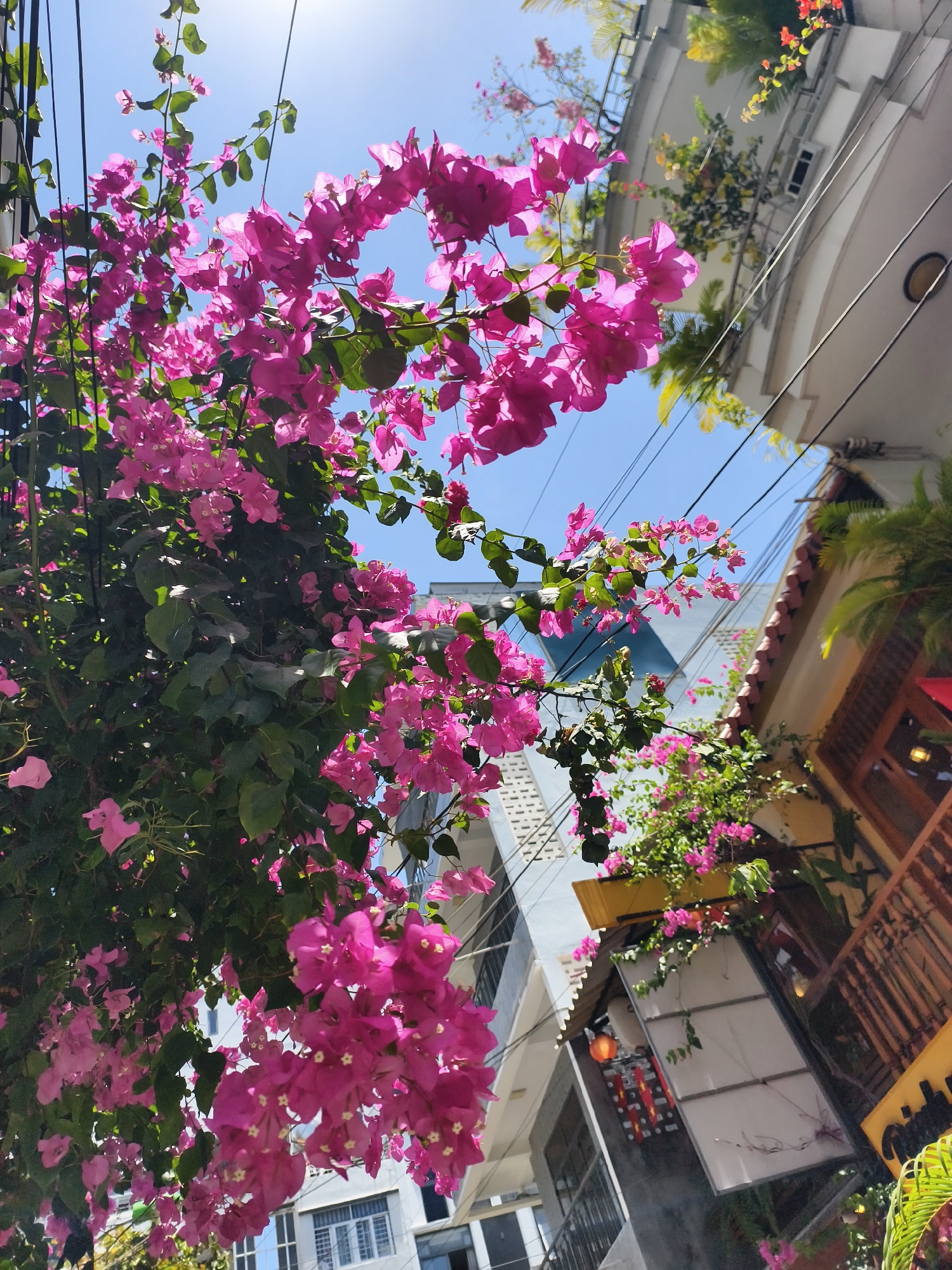 The image captures a vibrant street scene in Nha Trang Ward, Vietnam. In the foreground, a lush bougainvillea bush, laden with bright pink blossoms, cascades across the frame. Behind it, a mix of architectural styles is visible: a modern building with a blue and white facade, and a traditional building with wooden balconies and red tile roof. Electrical wires crisscross overhead. The sky is clear blue, indicating a sunny day. There are no people visible in the scene. The perspective is tilted upwards, emphasizing the height of the buildings and the profusion of flowers.