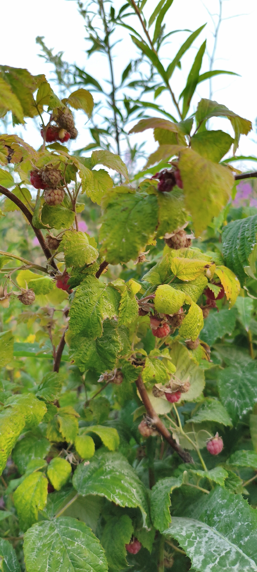 The image shows a close-up of a raspberry bush with several ripe and unripe raspberries. The leaves are a vibrant green, with some showing signs of autumn coloration, transitioning to yellow and brown. The raspberries are red and pink, with some appearing to be dried out. The bush is densely packed with leaves and branches, creating a natural, overgrown appearance. In the background, out-of-focus plants and foliage suggest an outdoor setting, likely a garden or wild area. The lighting indicates it is daytime, and the image has a natural, slightly hazy quality, possibly due to soft sunlight or a slightly overcast sky. There is no visible text in the image. The scene evokes a sense of nature and harvest, with the raspberries suggesting the season of late summer or early autumn. The location context of Zyuratkul', Russia, implies a potentially cool climate where raspberries might be a seasonal fruit.