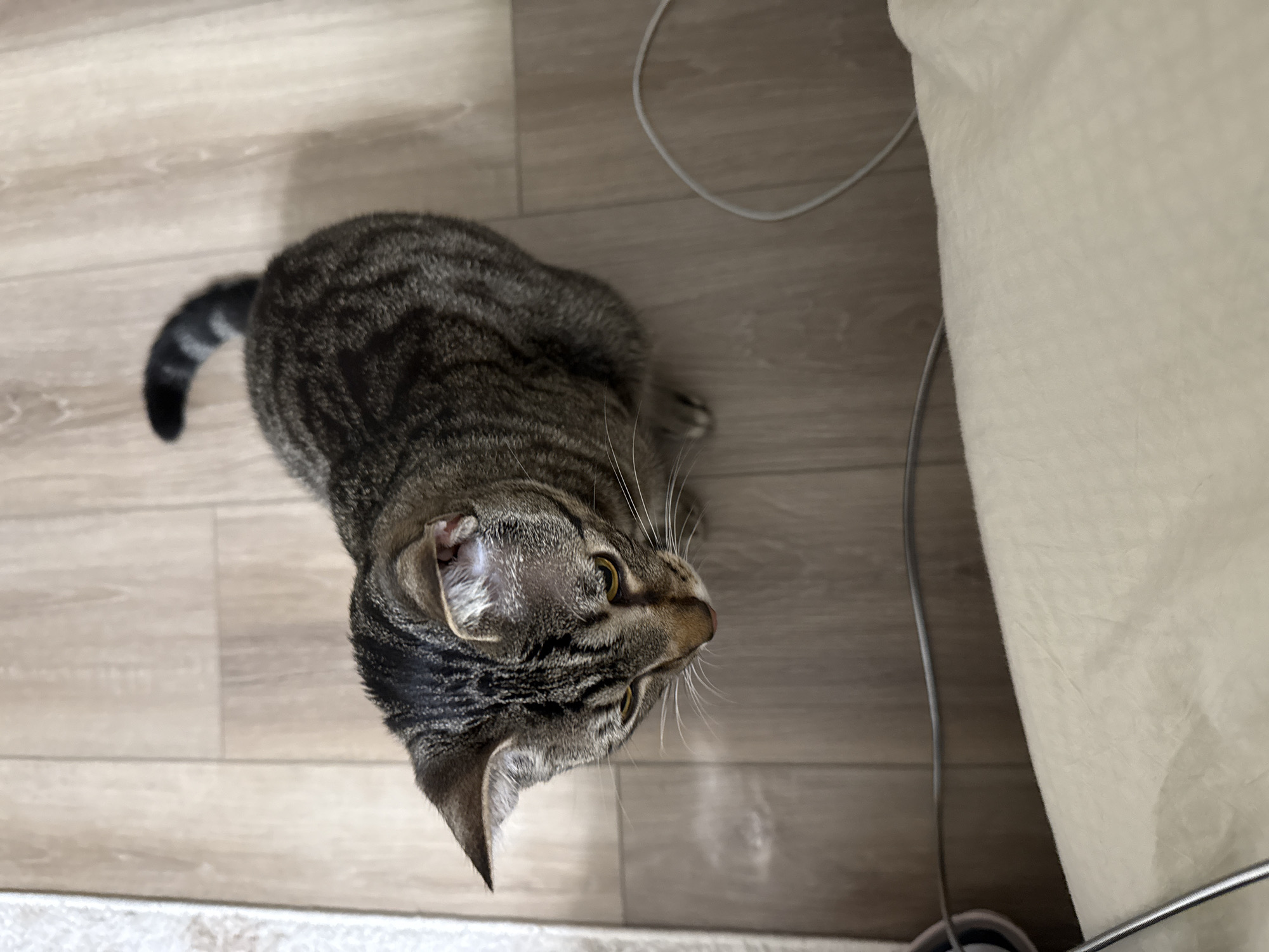 A tabby cat is looking down at the floor. The cat is in a room with wooden flooring. There is a white rug on the left and a piece of furniture on the bottom. There is also a white cord on the floor. The cat is facing down and its head is tilted to the left. The cat's tail is up and curled. The cat's eyes are open and its pupils are dilated. The cat's ears are pointed forward. The cat's fur is striped and brown and black. The cat is a domestic shorthair. The location is Stock Island, United States of America.