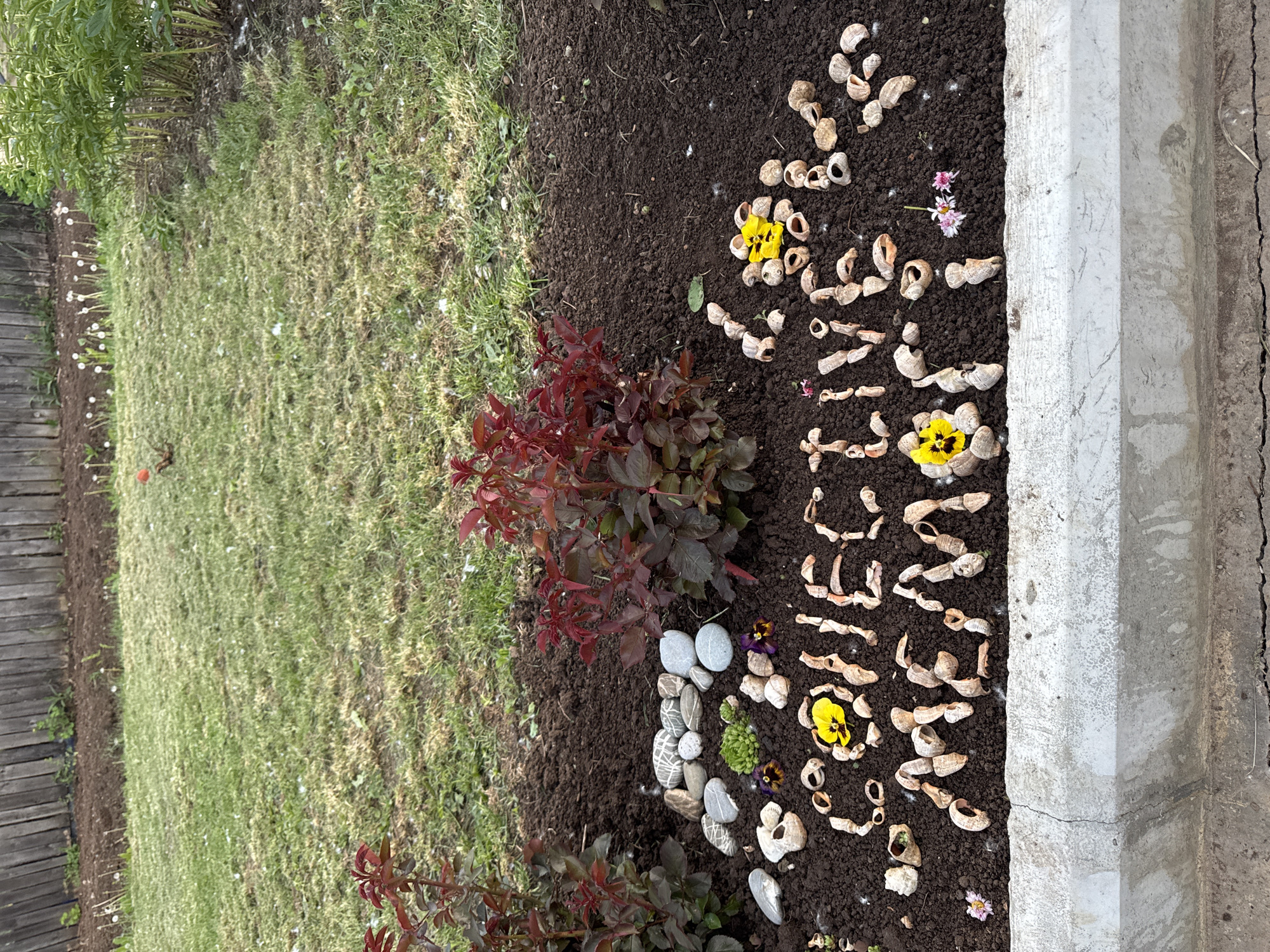 The image shows a garden bed in Chaikovsky, Russia. The bed is bordered by a concrete edge on the right. The word "BELIEVE" is spelled out using shells and punctuated with yellow and purple flowers. There is also a small pile of smooth, grey stones. To the left of the garden bed is a grassy lawn with some small bushes or plants. A wooden fence is visible in the background.