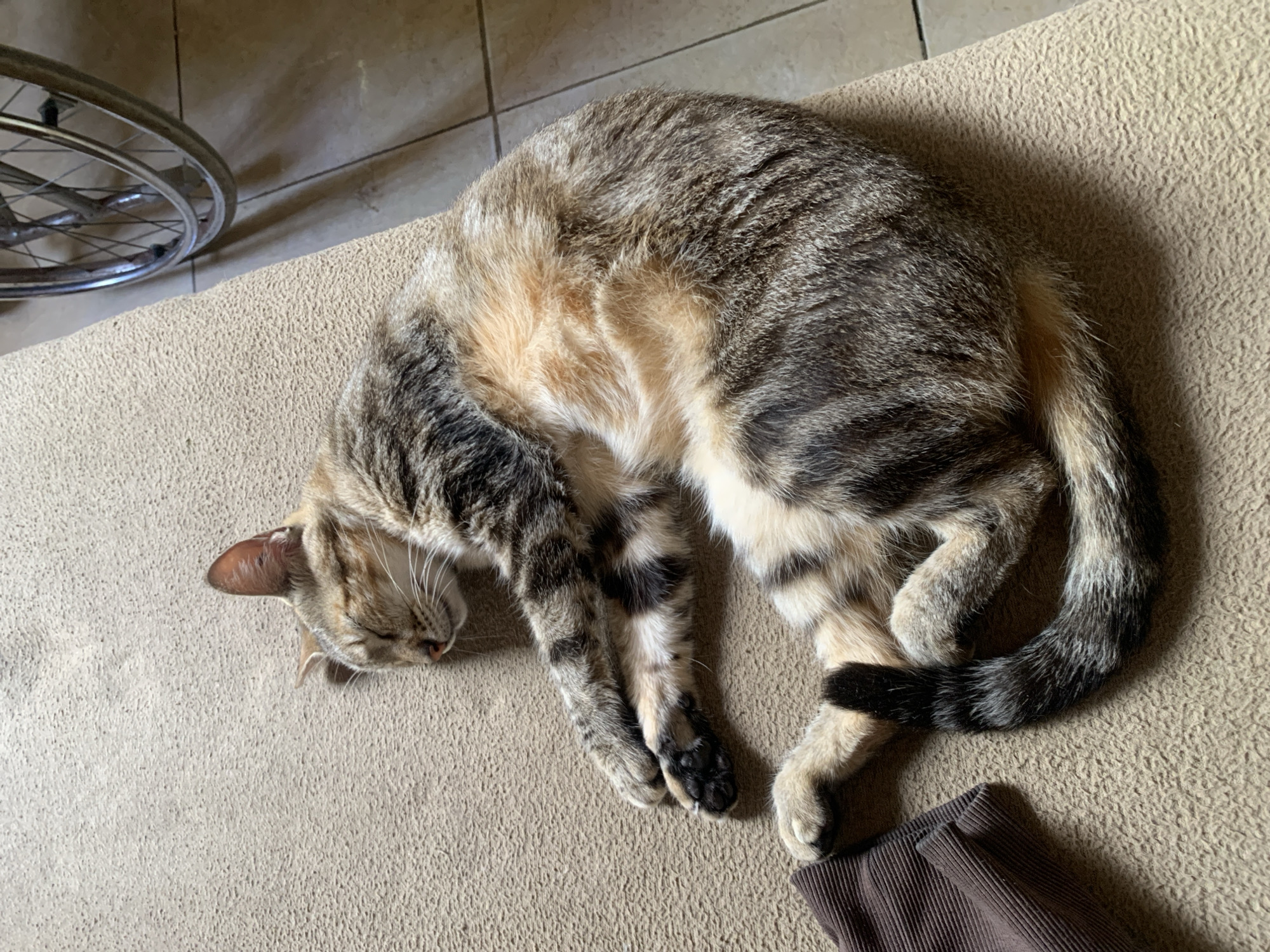 An adult tabby cat is sleeping on a tan carpet. The cat is curled up on its side, with its eyes closed. Its fur is a mixture of gray, brown, and orange. Its tail is curled around its body. A dark brown piece of fabric, possibly clothing, is visible to the left of the cat. In the background, a portion of a wheelchair is visible, along with tiled flooring. The lighting suggests the image was taken indoors during the daytime. The location of Santa Ana, Venezuela, is not determinable from the visual information provided in the image.