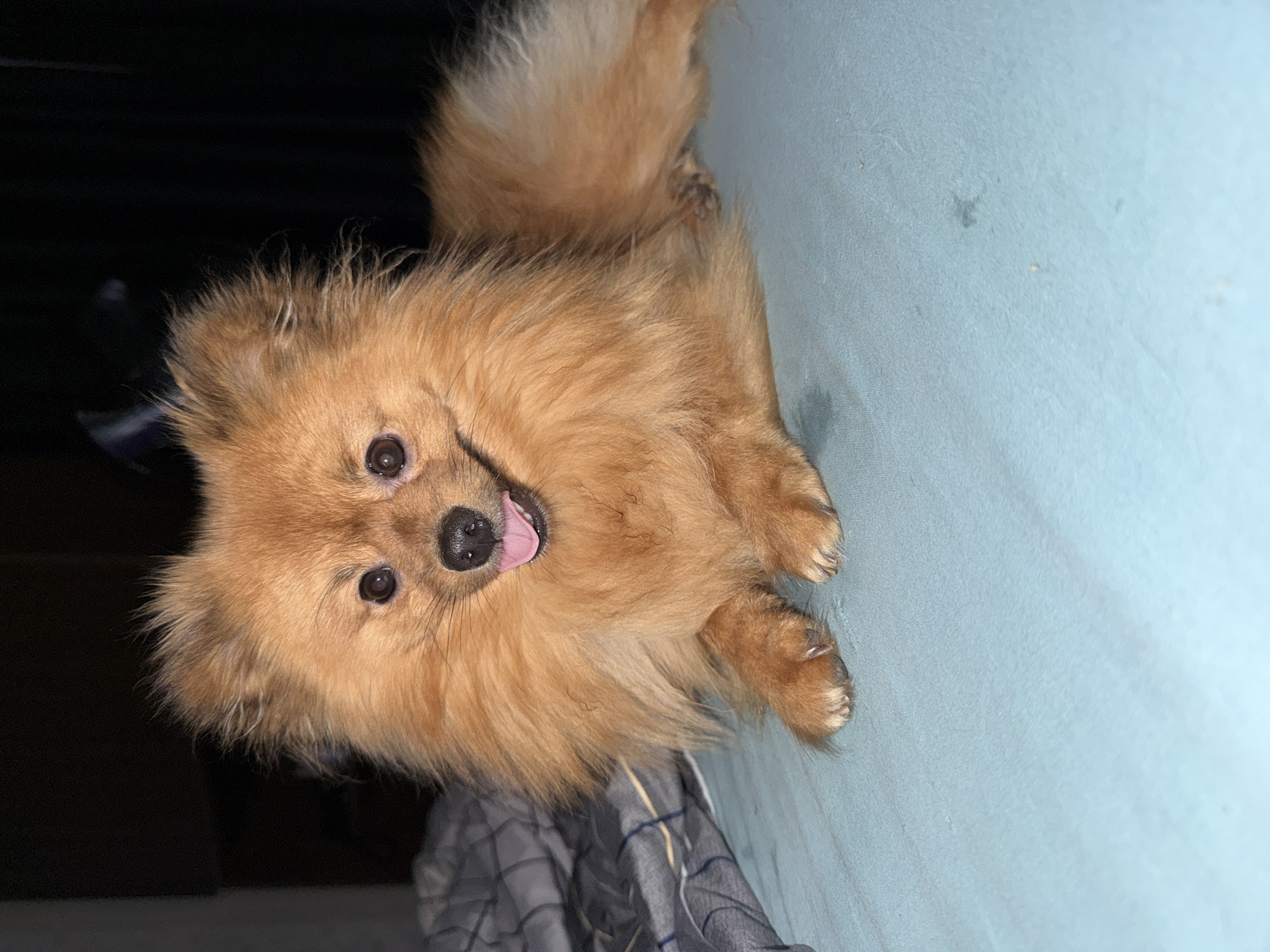 A small, fluffy, reddish-brown dog is pictured looking directly at the viewer, positioned on a light blue surface. The dog, likely a Pomeranian or similar breed, has its head slightly tilted upwards, and its mouth is slightly open, revealing a pink tongue, which conveys a happy or playful expression. Its dark, round eyes and black nose are clearly visible amidst its dense, shaggy fur. The dog's front paws, showing some claws, are also resting on the light blue sheet or blanket, which dominates the right side of the frame. Beneath the dog's lower body, a grey and white plaid blanket is partially visible on the bottom-left. The background on the left side of the frame is dark, suggesting a dimly lit indoor setting, possibly at evening or night. The overall impression is one of a friendly, curious, and affectionate pet in a cozy home environment. There is no visible text in the image. This scene takes place in Khimki, Russia.