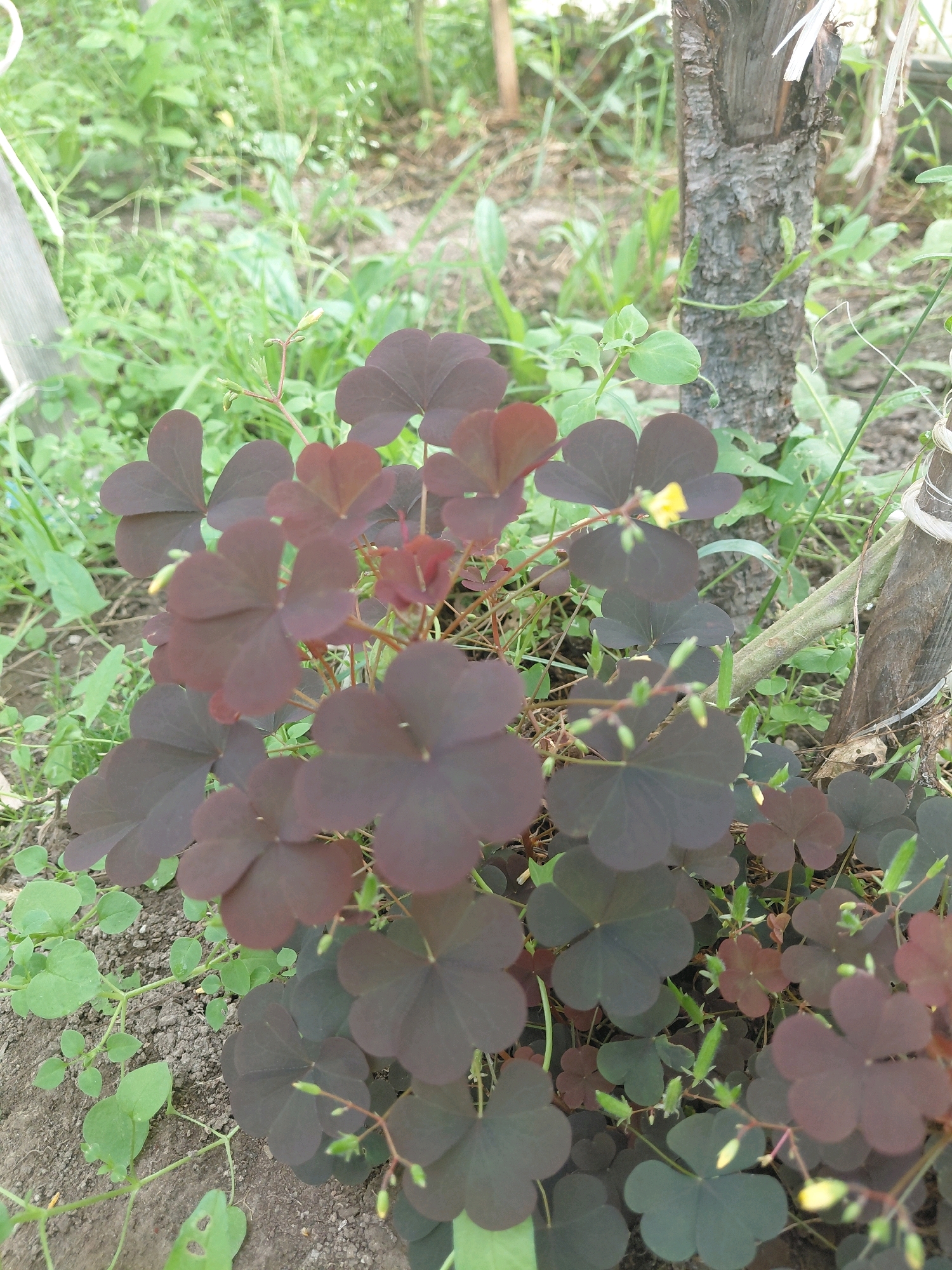 A close-up, eye-level, outdoor, medium shot captures a cluster of purple shamrocks growing in the dirt in Malinovka, Russia. The leaves are a deep purple, with a slight red hue. The plants are in focus, while the background is blurred. The plants are in the foreground and center of the image. The background consists of green grass and dirt. A rough, vertical wooden post is visible on the right side of the image, and a light-colored wooden plank is on the left. Some small white flowers are visible in the background. The lighting is natural, and the image appears to have been taken in daylight.