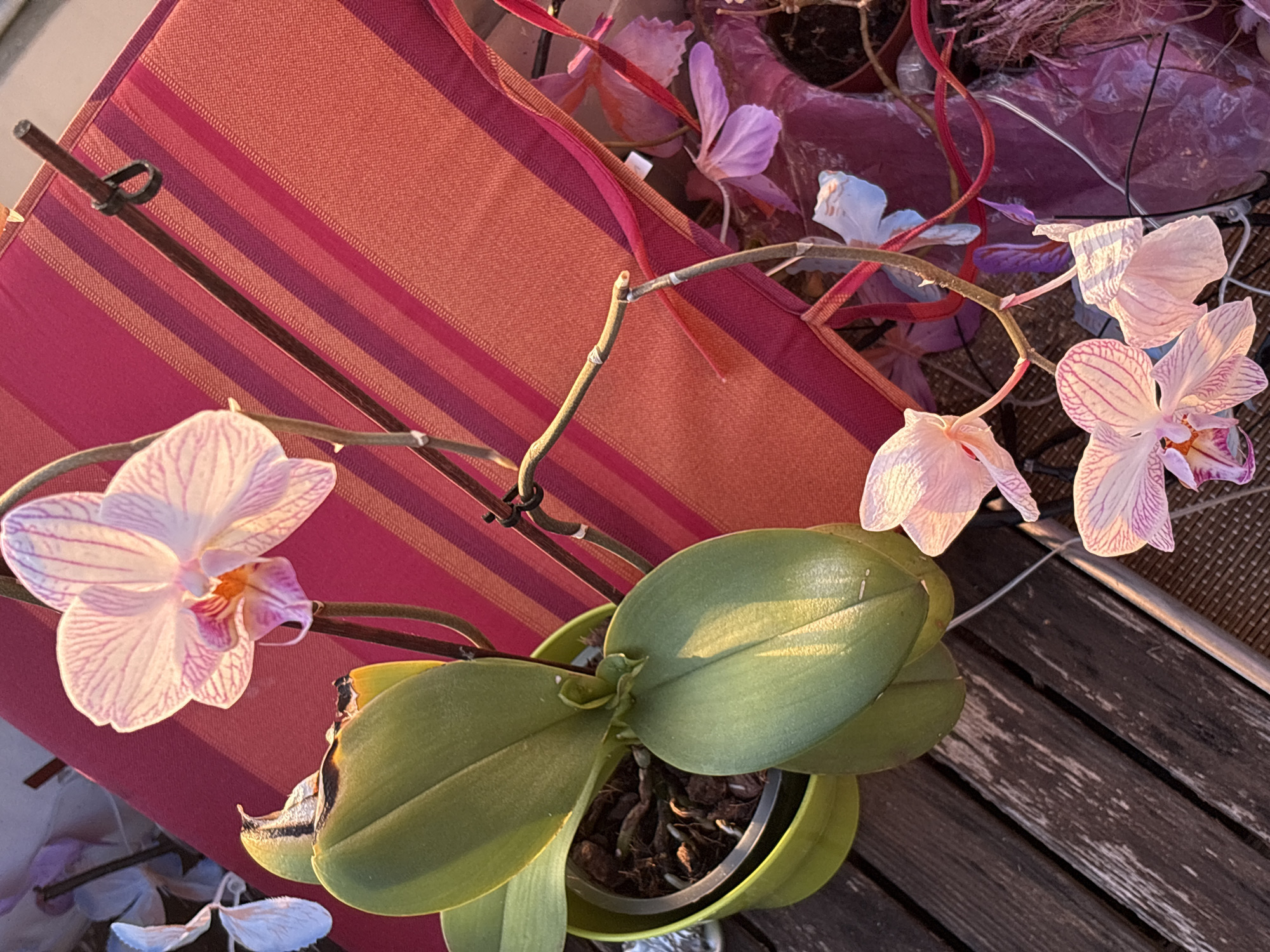 In Osterode am Harz, Germany, on a weathered wooden surface, an orchid plant sits in a lime green pot. The orchid features several delicate pink and white striped petals and green leaves. A red and pink striped fabric is draped in the background, partially obscuring other elements. The scene is illuminated by warm, soft lighting, casting shadows and highlighting the textures of the plant and its surroundings.