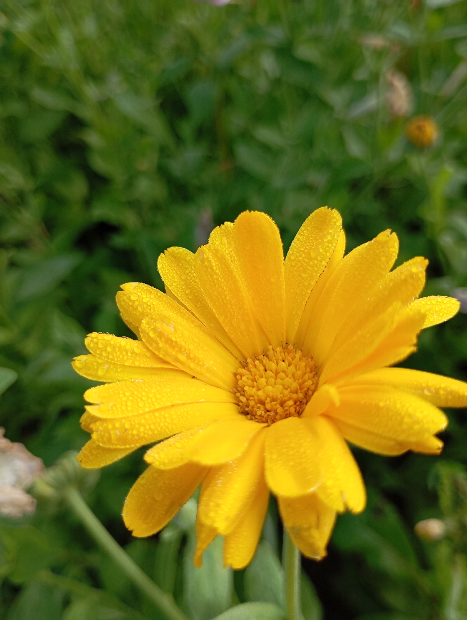 A close-up, eye-level shot focuses on a bright yellow calendula flower, likely in the city of Fokino, Russia. The flower is in full bloom, with its petals covered in small water droplets, suggesting it was recently rained on or misted. The center of the flower is a cluster of tightly packed, darker yellow florets. The background is a soft, blurred green, composed of foliage, which helps the vibrant yellow of the calendula stand out. The lighting is natural, with the sunlight illuminating the flower and its dewdrops. There are no people or animals visible in the frame.