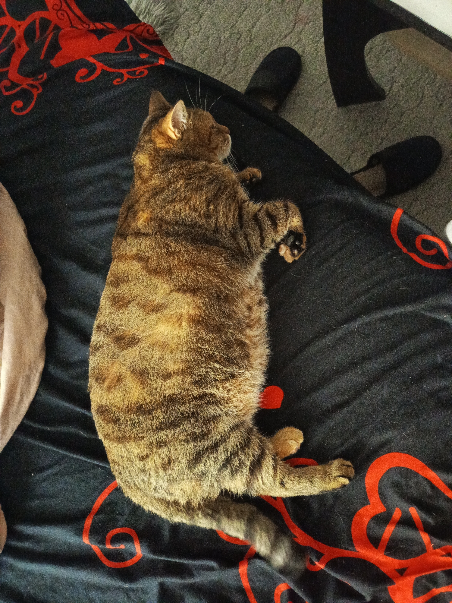 A tabby cat is lying on a black bedspread with red designs. The cat is on its side with its paws curled. Two slippers are on the floor near the bed. A beige blanket is next to the cat. The location of the photo is unknown.