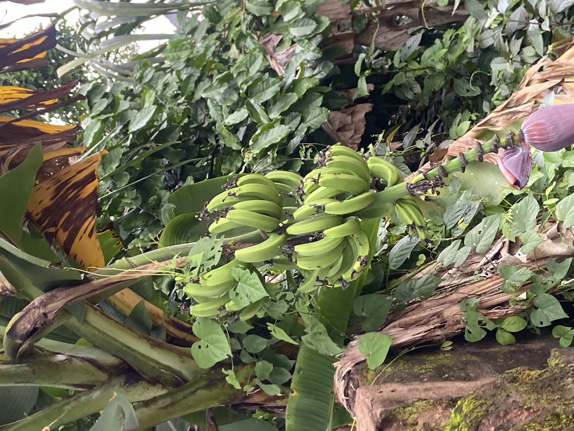 A bunch of green bananas hangs from a banana tree, with a banana blossom at the bottom. The tree is surrounded by lush green foliage and some dead, brown leaves. The image appears to be taken outdoors in a natural setting, likely a garden or a rural area in Nkpor, Nigeria. The overall lighting is overcast, suggesting a cloudy day.