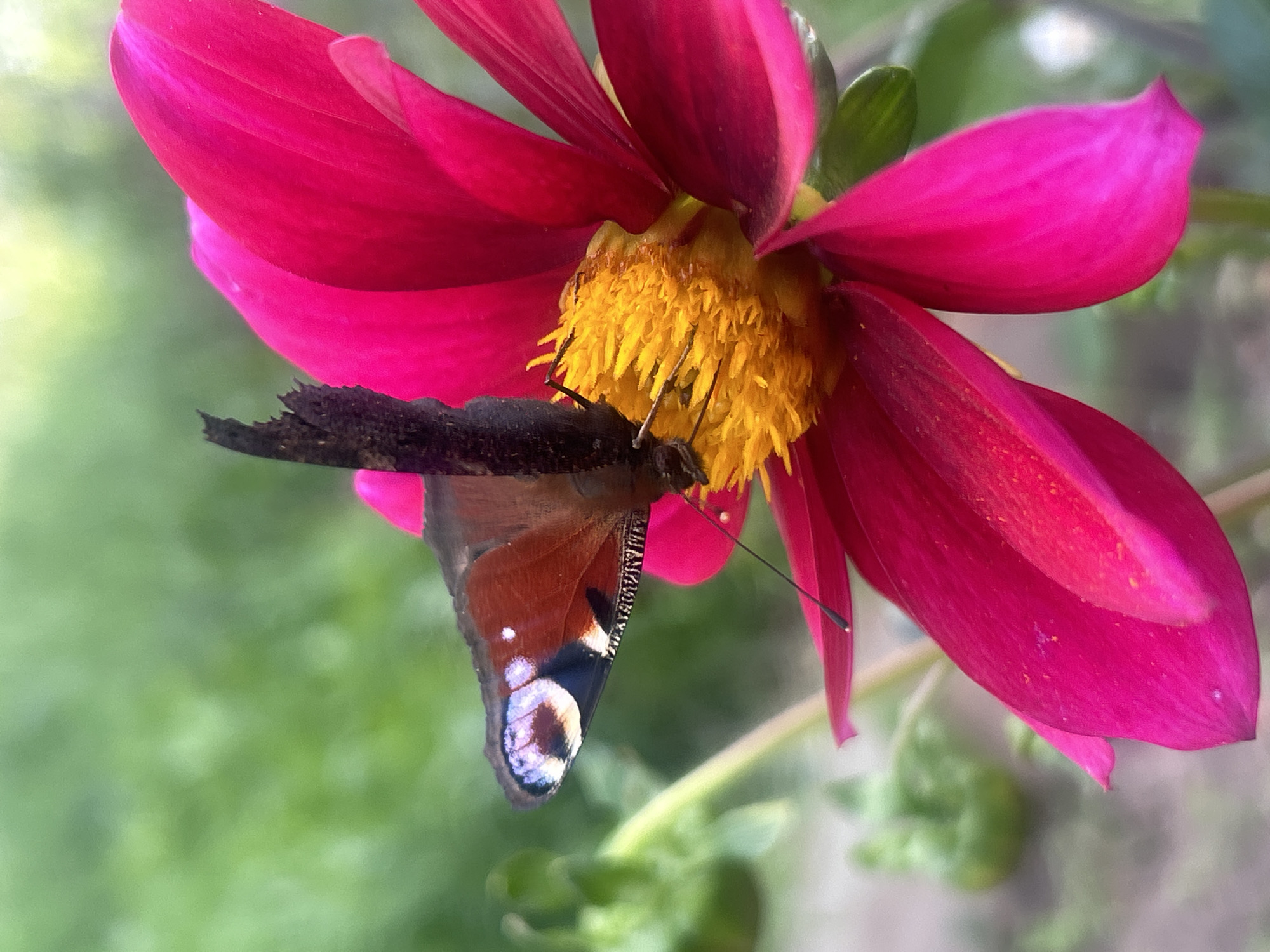 A close-up, eye-level shot captures a peacock butterfly with dark brown and reddish-brown wings, marked by distinctive eye spots with blue and white centers, perched on the bright yellow center of a vibrant pink dahlia flower. The butterfly's wings are partially open, revealing intricate patterns and delicate black veins. Its antennae are thin and black. The dahlia's petals are a rich, saturated pink, with some showing a slightly darker hue towards the edges and lighter pink highlights. The flower's center is a dense cluster of golden-yellow stamens. The background is a softly blurred expanse of green foliage, suggesting an outdoor garden setting. A thin, black stamen extends from the flower and is visible in the foreground. The image does not provide any information about its location in the city of Chaikovsky, Russia.
