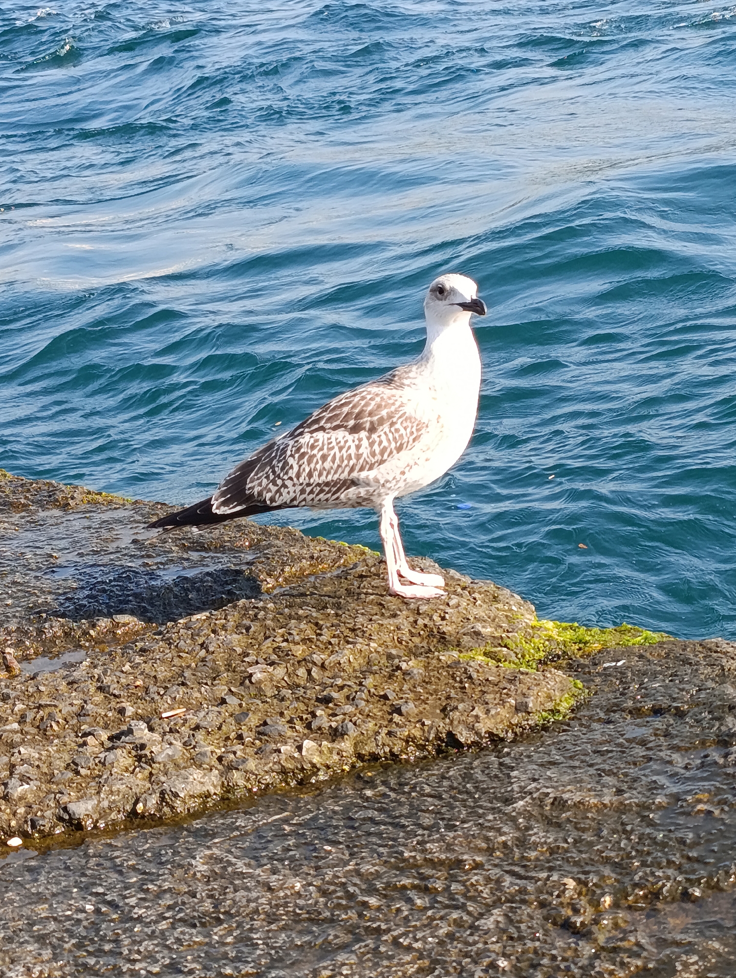 A full shot depicts a seagull standing on a rocky shoreline next to the sea. The seagull is facing to the right, with its head turned slightly towards the camera. Its feathers are white with brown speckles. The bird is standing on a rough, textured rock that appears to be wet in places. Some green algae is visible on the rock. The sea behind the seagull is a vibrant blue, with small waves. The water appears to be flowing gently. The scene is bathed in sunlight, creating shadows on the rocks. The location is the Bosphorus Strait in Istanbul, Turkey.
