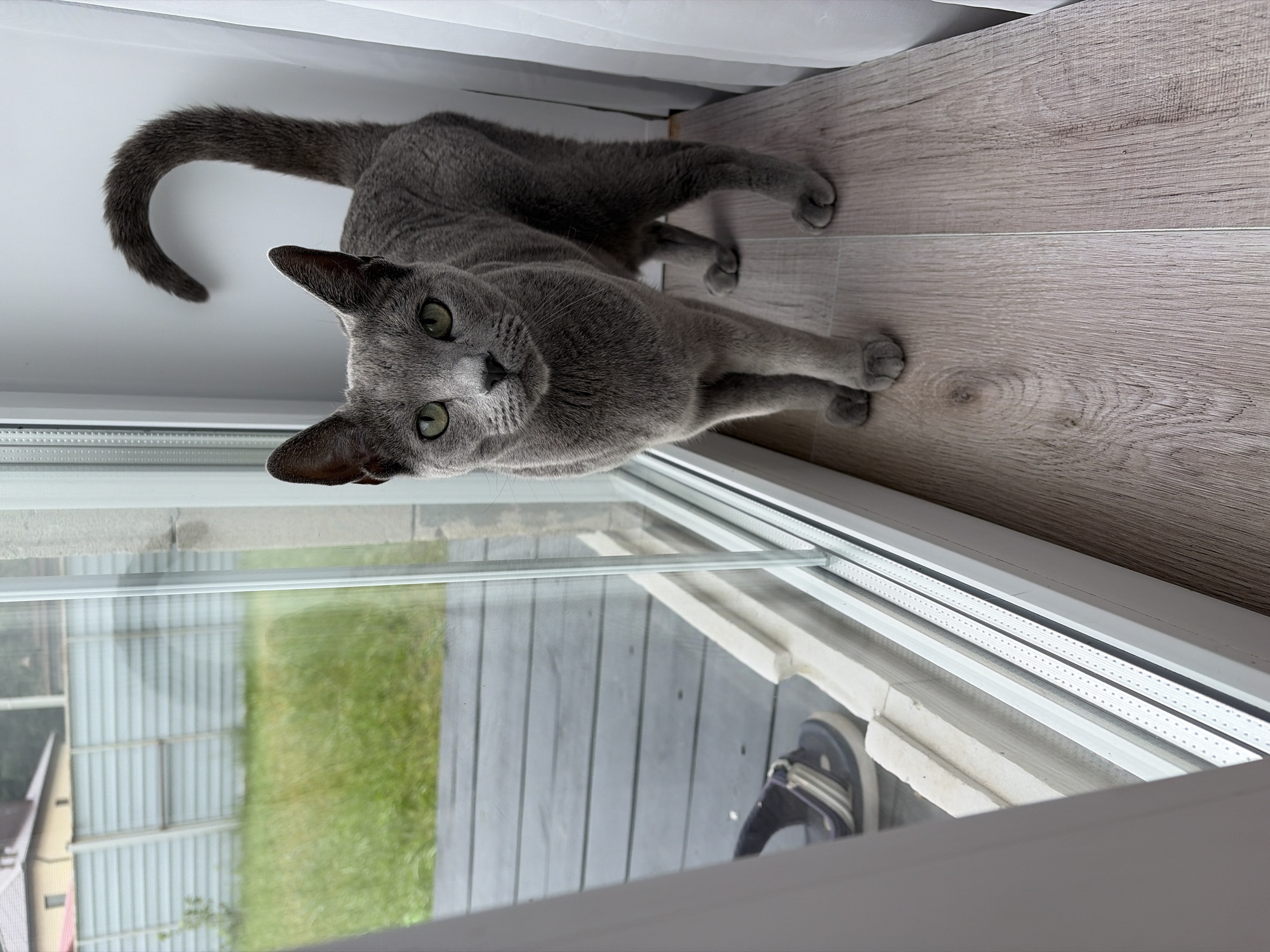 An adult, shorthair, grey cat is standing on a light-colored wooden surface, next to a large glass window. The cat is facing the camera with its body angled slightly to the right. Its tail is curled upwards and over its back. Green eyes are visible. Outside the window, a grey wooden deck is visible, along with green grass, a light-colored fence, and a building. A single sandal is lying on the deck. The scene appears to be outdoors, possibly on a balcony or patio.