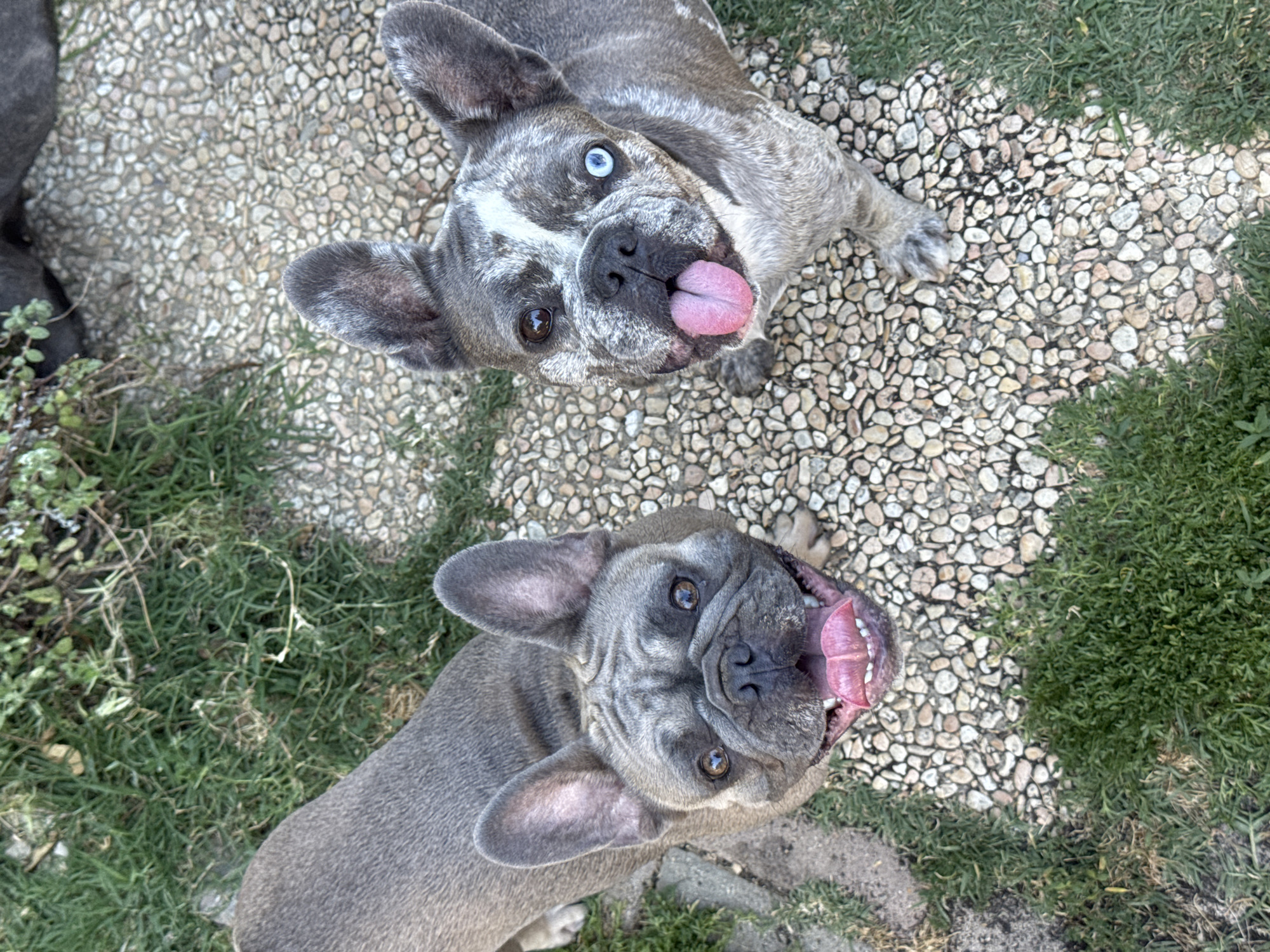 In this overhead shot, two French Bulldogs are the subjects of the image. The top dog is a merle French Bulldog with a white blaze on its face. Its eyes are heterochromatic, with one blue and one brown. Its mouth is open, with its pink tongue sticking out. The second dog, positioned below the first, is a solid grey French Bulldog with its mouth open, revealing its pink tongue and teeth. Both dogs are looking up towards the camera.
The dogs are situated on a patchy ground cover that is a mix of small, light-colored stones and patches of green grass. To the left of the dogs, there is some vegetation and a darker grey, textured object that could be a rock or a garden feature. The lighting suggests it is daytime, likely sunny, given the brightness of the image and the sharp shadows. The presence of grass and outdoor features indicates an exterior setting, possibly a garden or yard. The dogs' expressions, with open mouths and tongues out, suggest they are excited, happy, or panting, perhaps from playing or anticipating something. There is no visible text in the image. The location context provided is San Benedetto del Tronto, Italy.