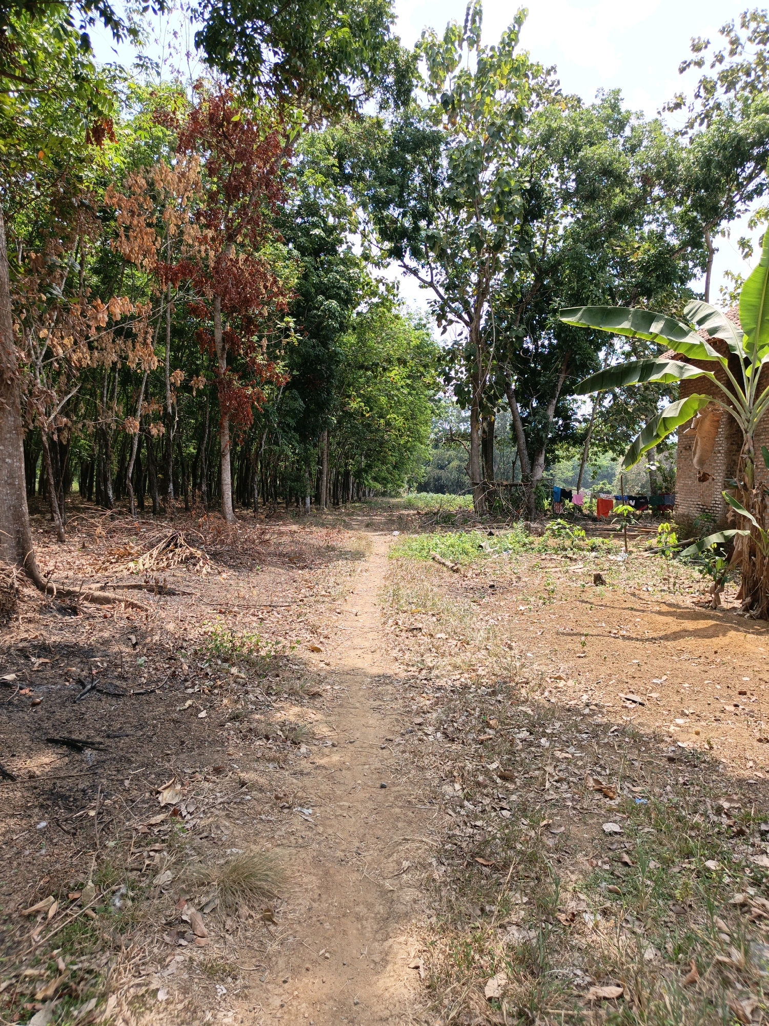 The image depicts a rural scene in Gedung Nyapah, Indonesia, featuring a dirt path leading through a wooded area. On the left side of the path, a grove of trees with some showing signs of dry, reddish-brown foliage is visible, interspersed with taller trees with green leaves. The ground on this side is covered in dry leaves and branches. On the right side of the path, there are more trees, including banana plants, and a glimpse of a brick building with laundry hanging on a clothesline. In the distance, beyond the trees, a field or clearing can be observed. The scene is illuminated by natural daylight, suggesting it is daytime. There are no people clearly visible in the foreground.