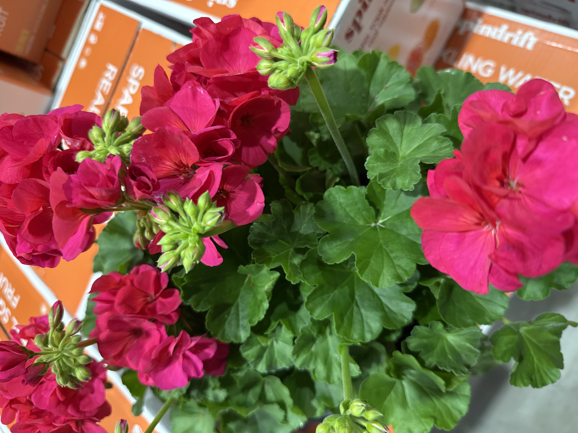 The image features a potted geranium plant with vibrant pink flowers and lush green foliage. The plant appears to be indoors, given the presence of cardboard boxes in the background. The boxes have orange and white labels. Based on the labels present in the image, the location is likely a retail environment selling fruit flavored drinks. Since no further identifying information on the environment, subjects, objects, actions, or interactions is present, a specific location of the city of Bolingbrook in the United States of America is not possible.