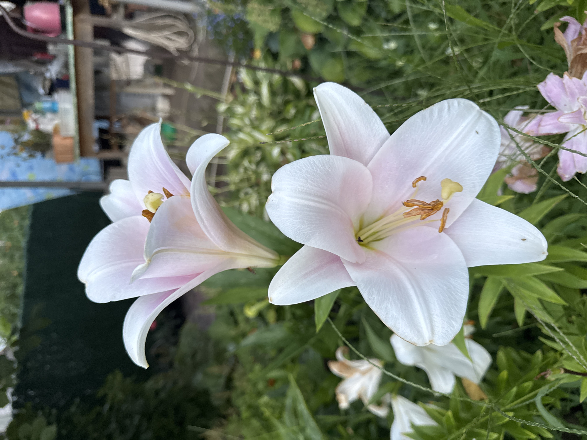 A close-up, eye-level shot captures two white lilies in bloom, set against a backdrop of greenery and a blurred outdoor scene. The lilies, with delicate pink hues on their petals, are the primary subjects, their stamens and pistils clearly visible. In the background, hints of a domestic setting are discernible, including what appears to be a table with various objects, a pink watering can, and a fence, suggesting a garden or backyard area. The overall lighting suggests it is daytime. No people are present in the image. The image was taken in Chykalivka, Ukraine.
