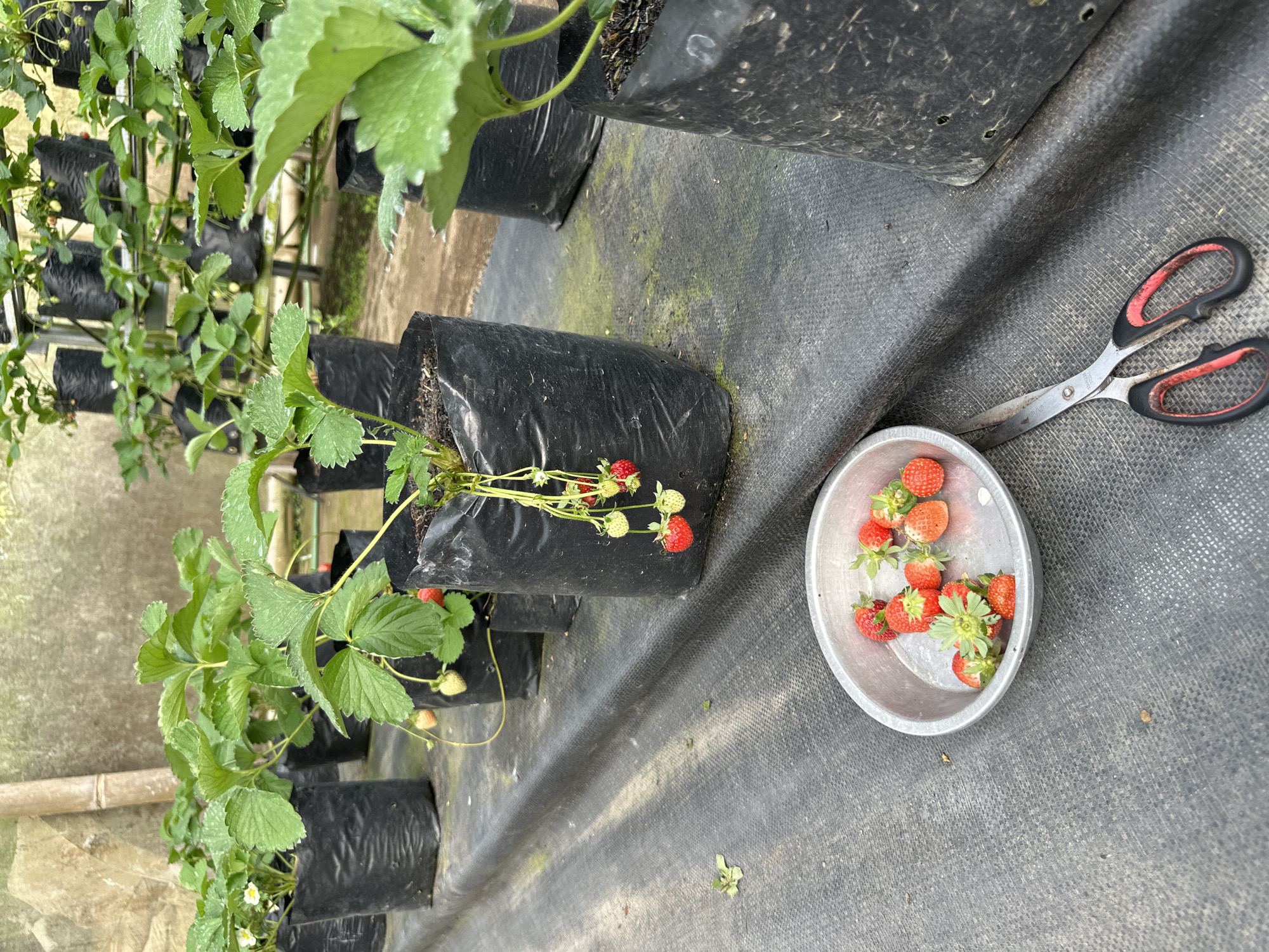 A close-up, high-angle outdoor shot shows a strawberry harvesting operation in Bangli, Indonesia. In the foreground, a silver bowl holds approximately a dozen ripe strawberries, while a pair of scissors with black and red handles lies beside it. The background features rows of strawberry plants in black plastic bags, some with visible fruits and flowers, suggesting a greenhouse or controlled cultivation environment. The overall scene conveys a sense of agricultural activity and fresh produce.